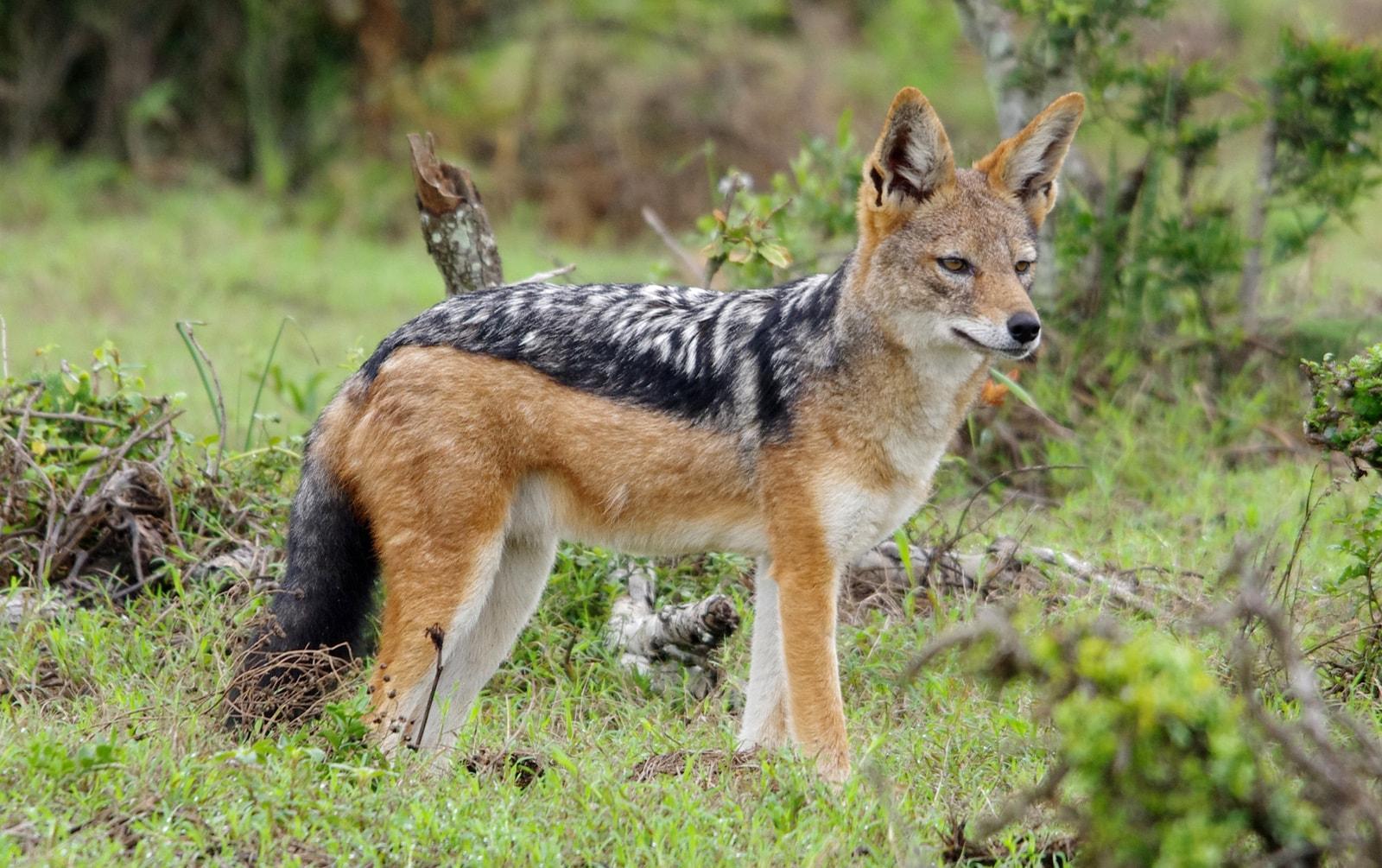1600x1005 Jackals