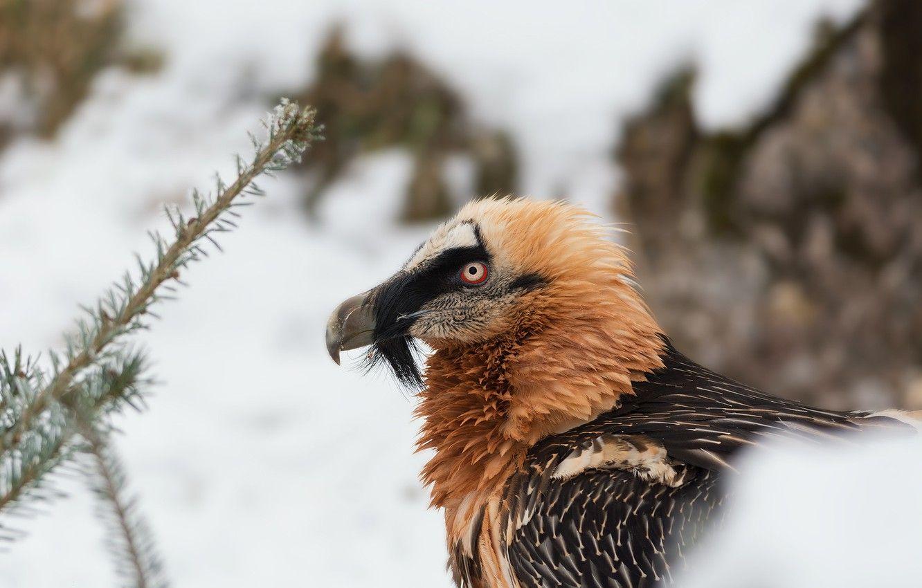 1332x850 Wallpaper winter, snow, bird, Grif .