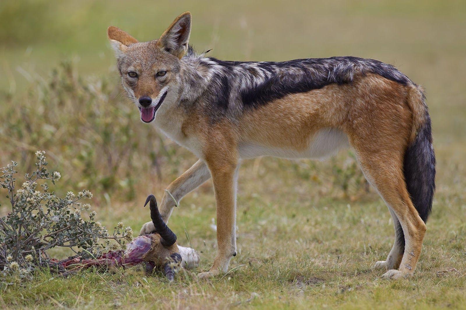 1600x1067 All About Animal Wildlife: Jackal HD .animel Information.