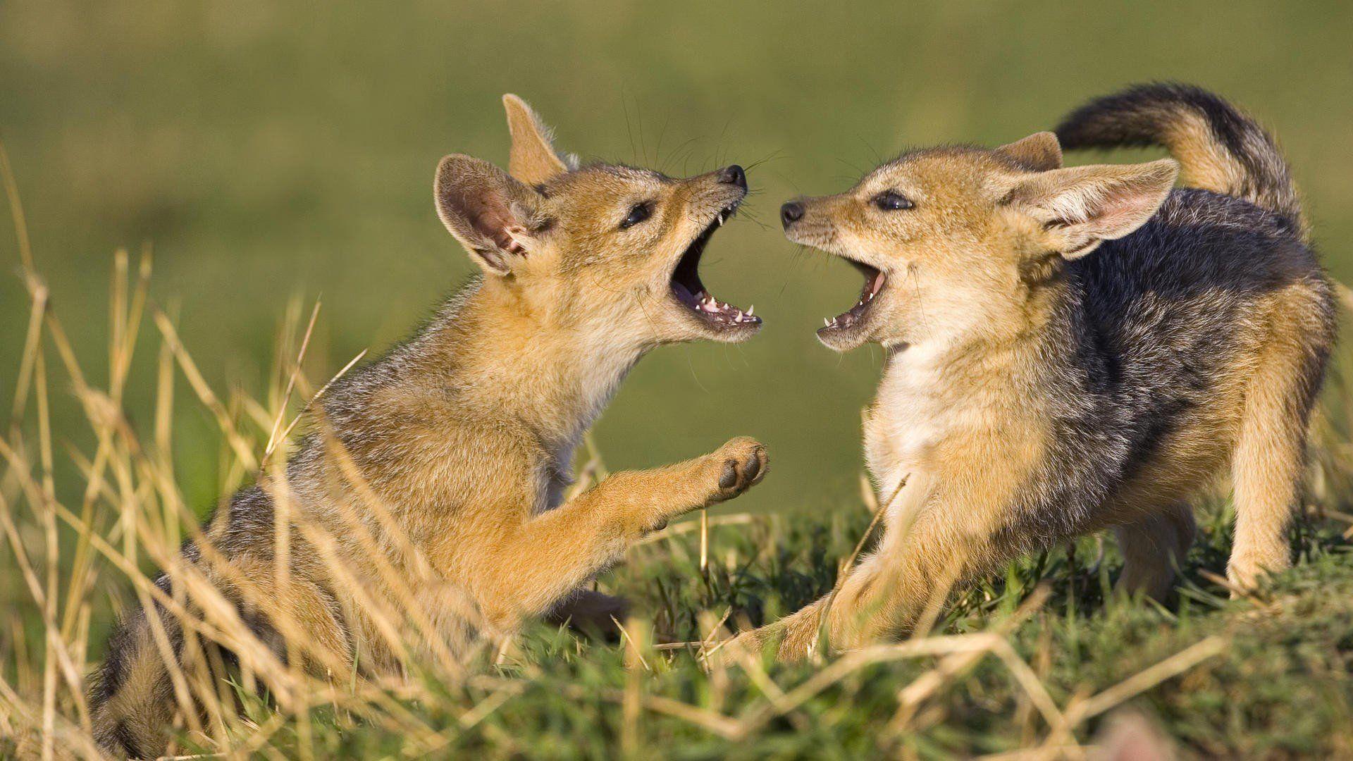 1920x1080 black, Old, Mara, Jackal, Kenya, Baby .