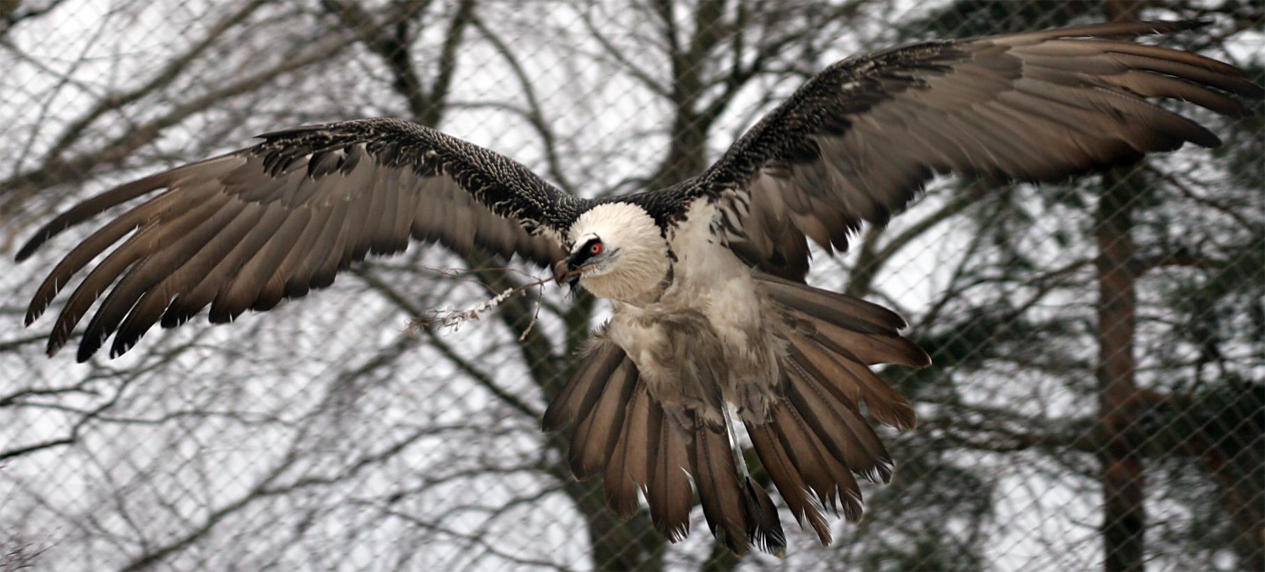 1814x820 Bearded Vulture Wing Span .itl.cat