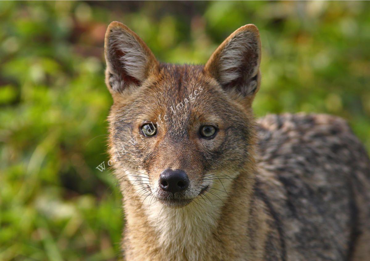 1200x848 Animal. Wild dogs, Animals .com