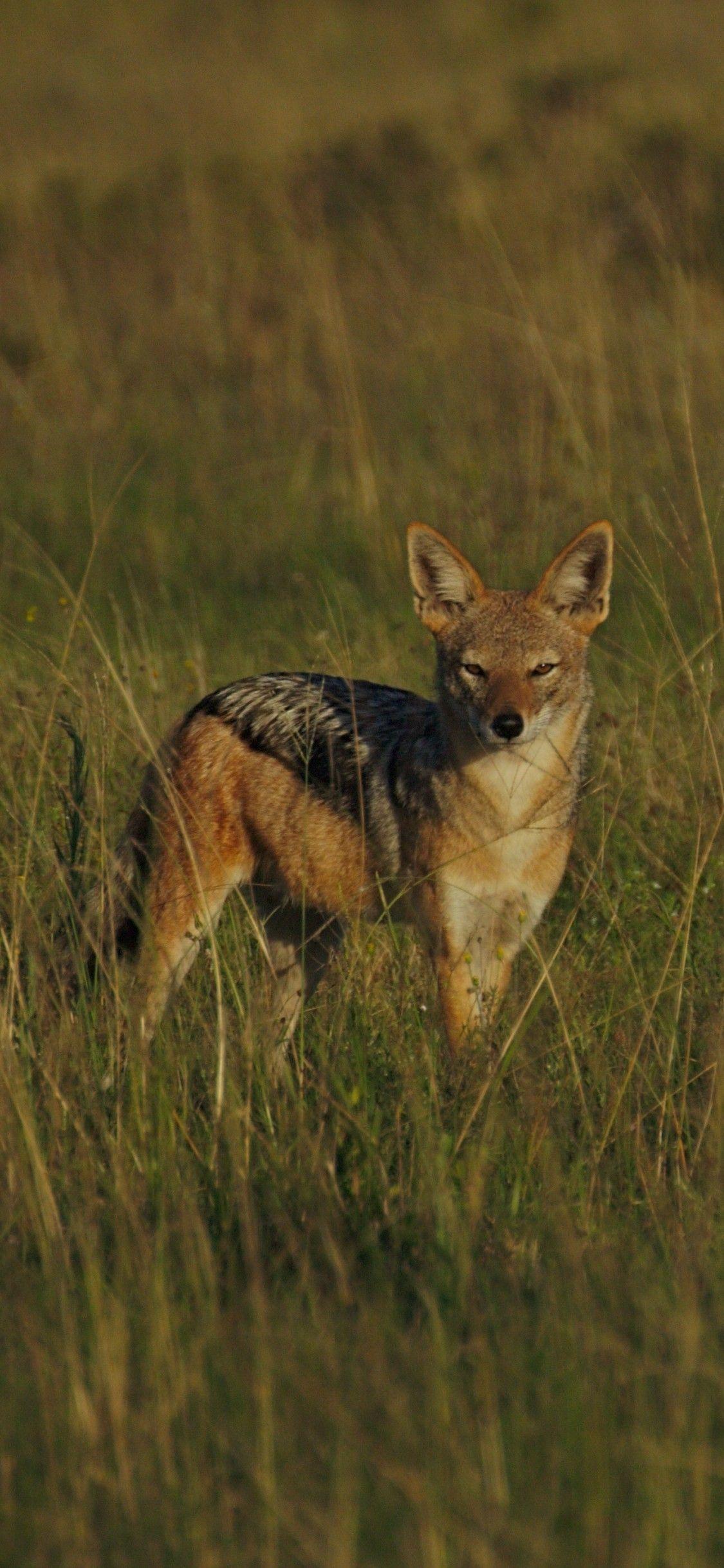 1125x2436 Download 1125x2436 Jackal, Field .