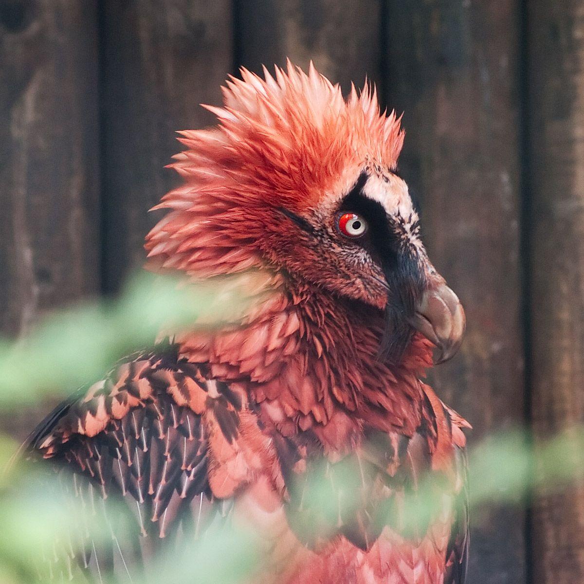 1200x1200 It's called a Bearded Vulture, and yes .