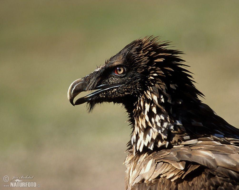 1004x800 Bearded Vulture Image .com