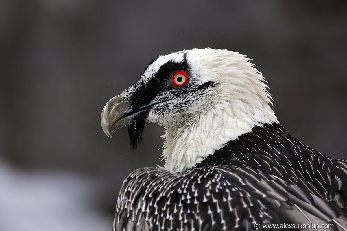 Bearded Vulture Wallpapers - Top Free Bearded Vulture Backgrounds 