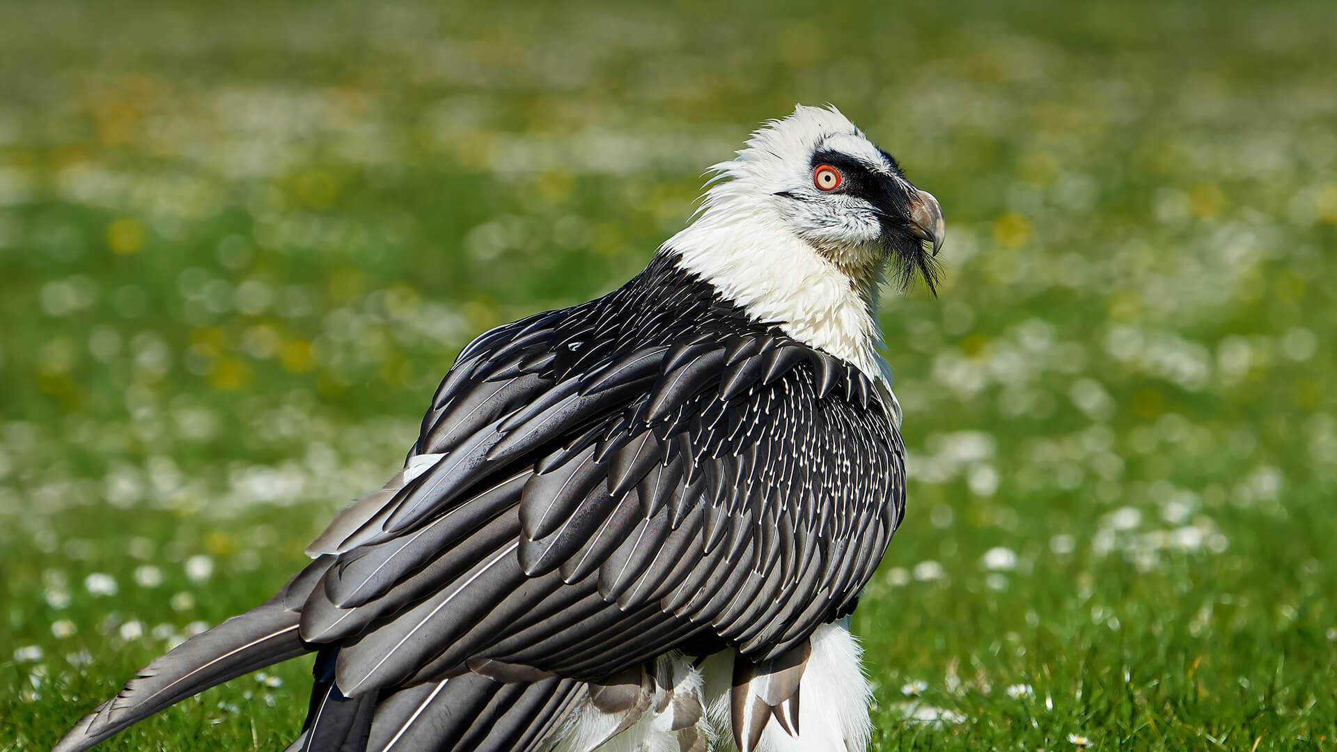 1920x1080 Vulture. San Diego Zoo Animals & Plantsanimals.