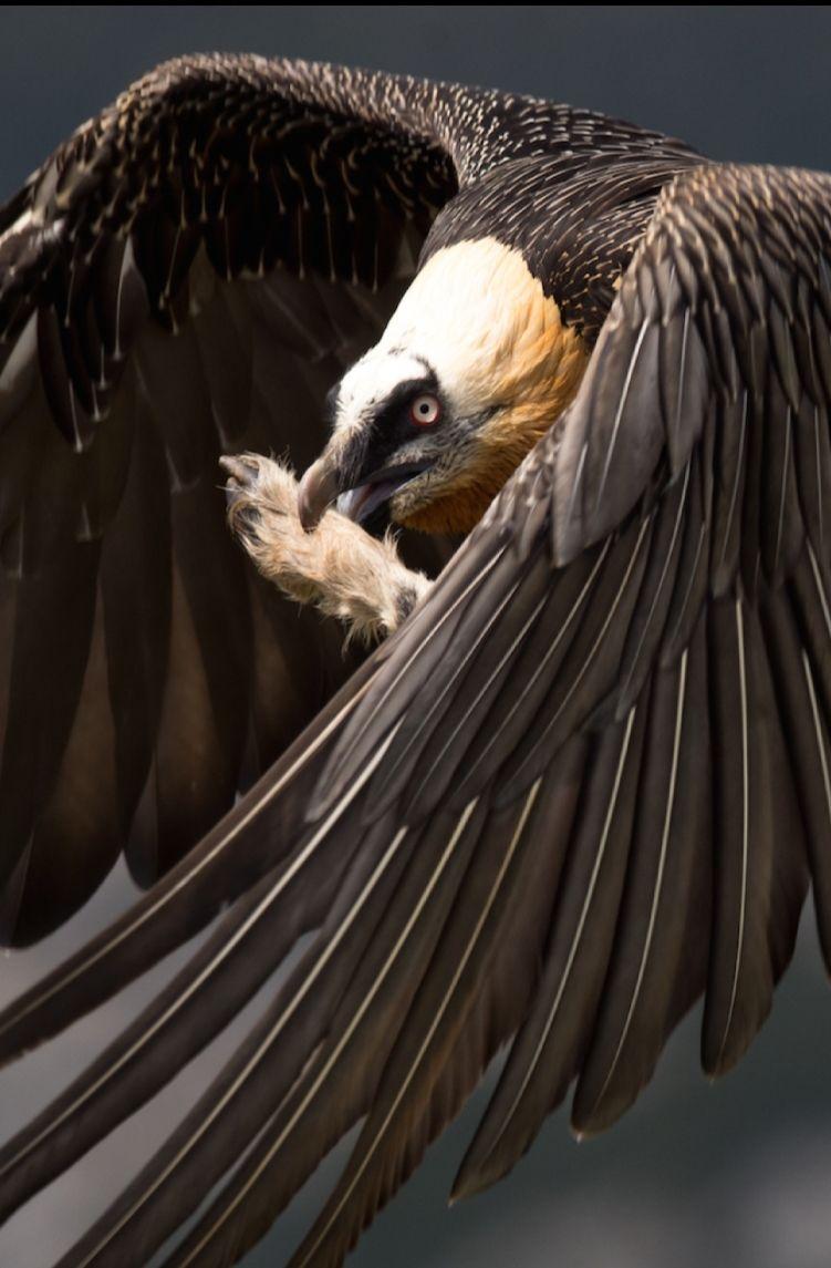751x1145 Bearded vulture :