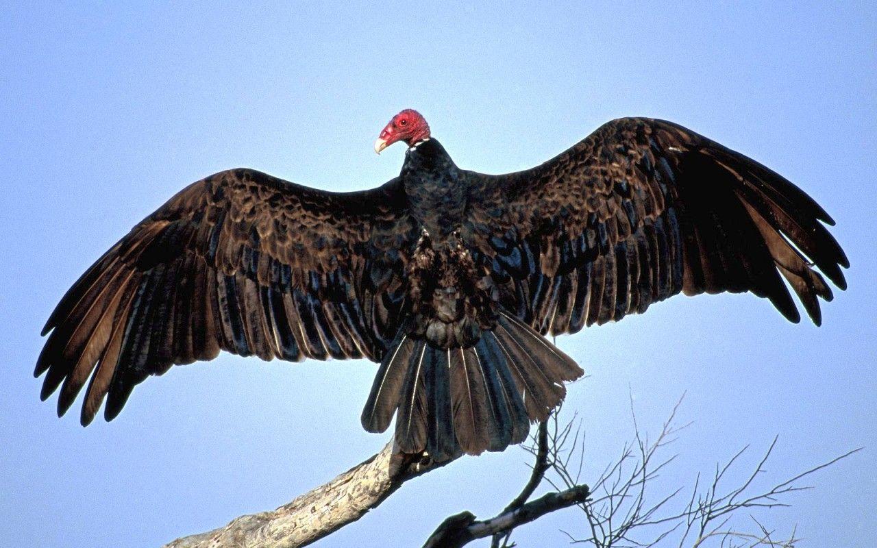 1280x800 Vulture Background .