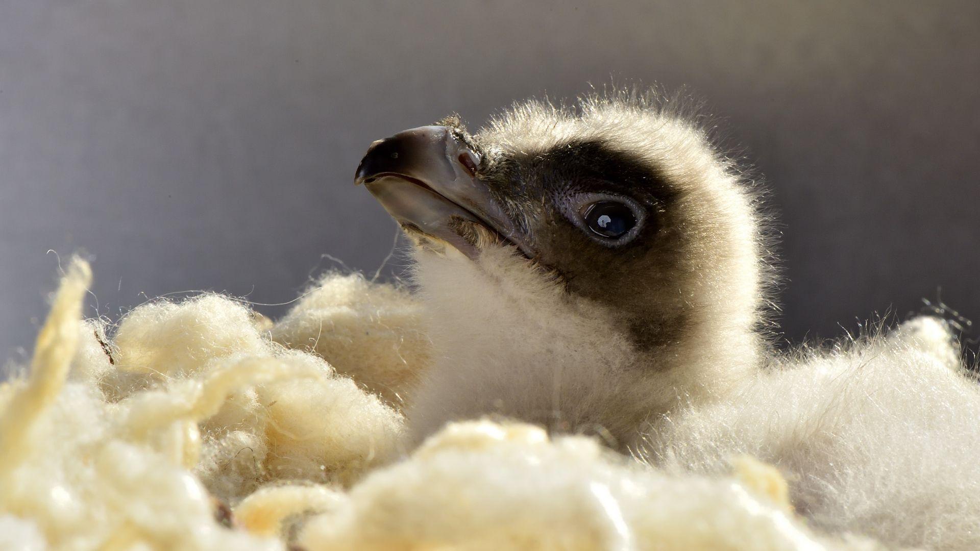 1920x1080 captive Bearded Vulture family .