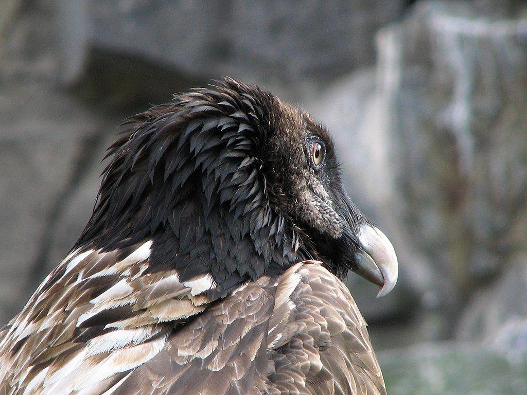 1024x768 Gypaetus Barbatus Bearded Vulture .commons.