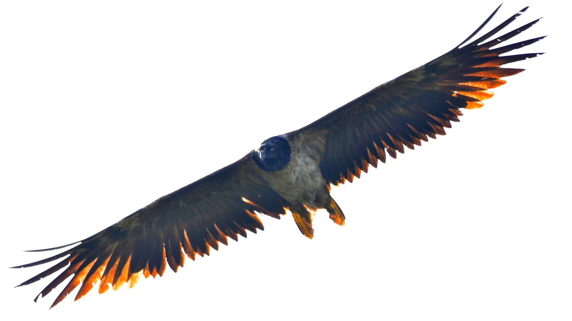 1920x1080 Bearded vulture: Birdwatcher, 15 .bbc.co.uk