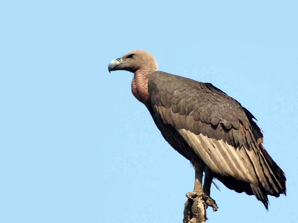 1024x768 Vulture