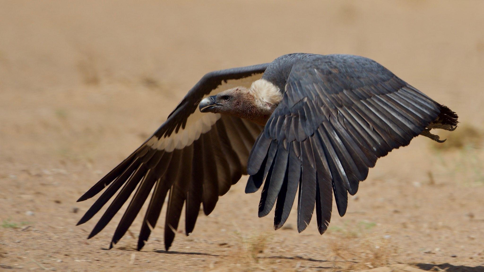 2048x1152 Distribution of Indian vultures. Bird .birdcount.in