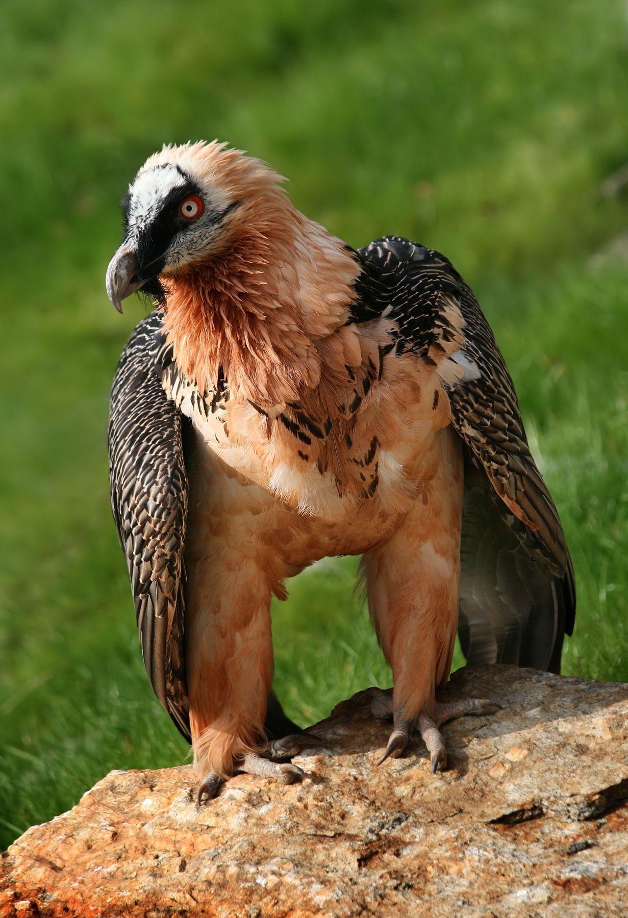 1231x1800 Bearded Vulture Wallpaper .itl.cat