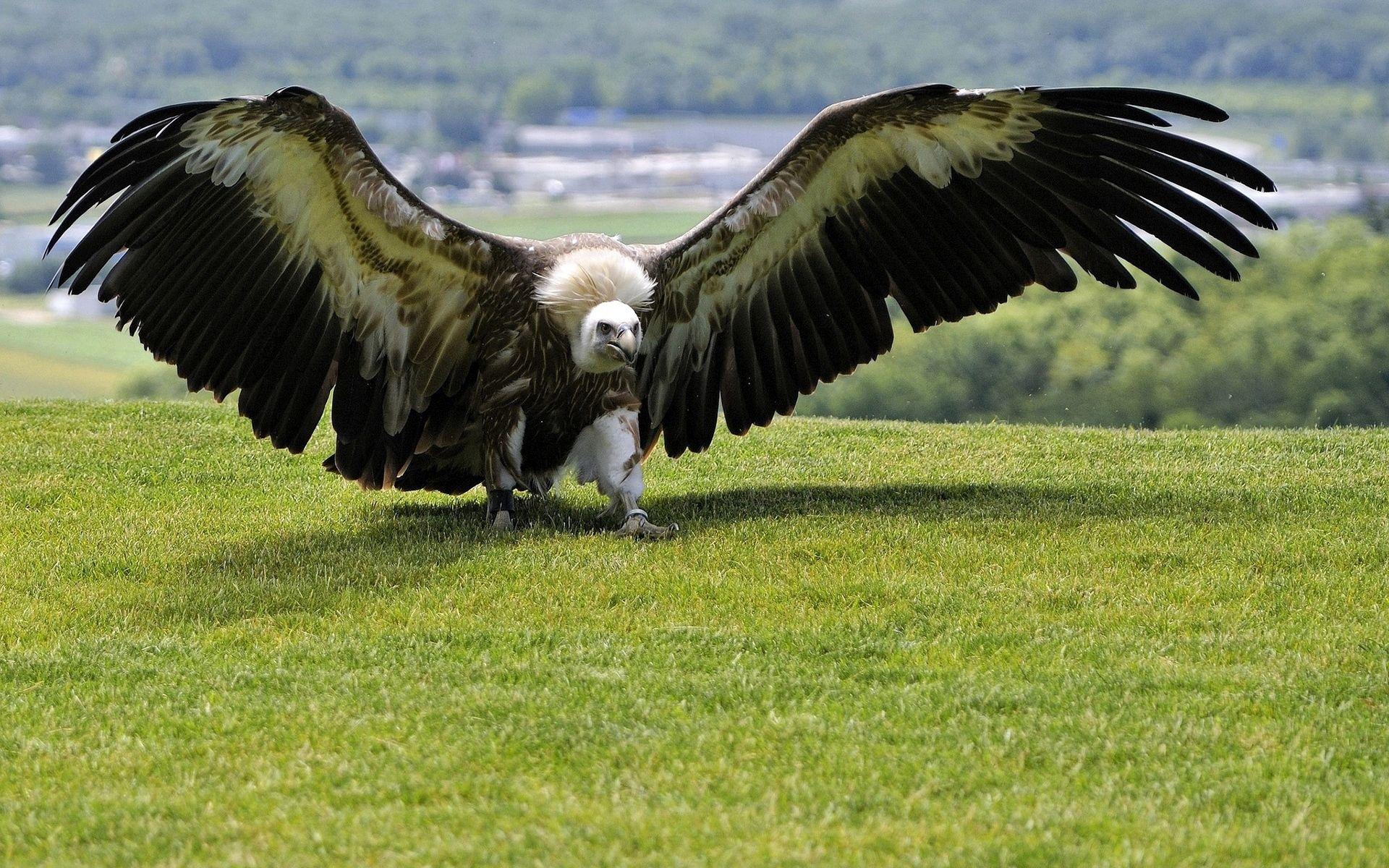1920x1200 Vulture