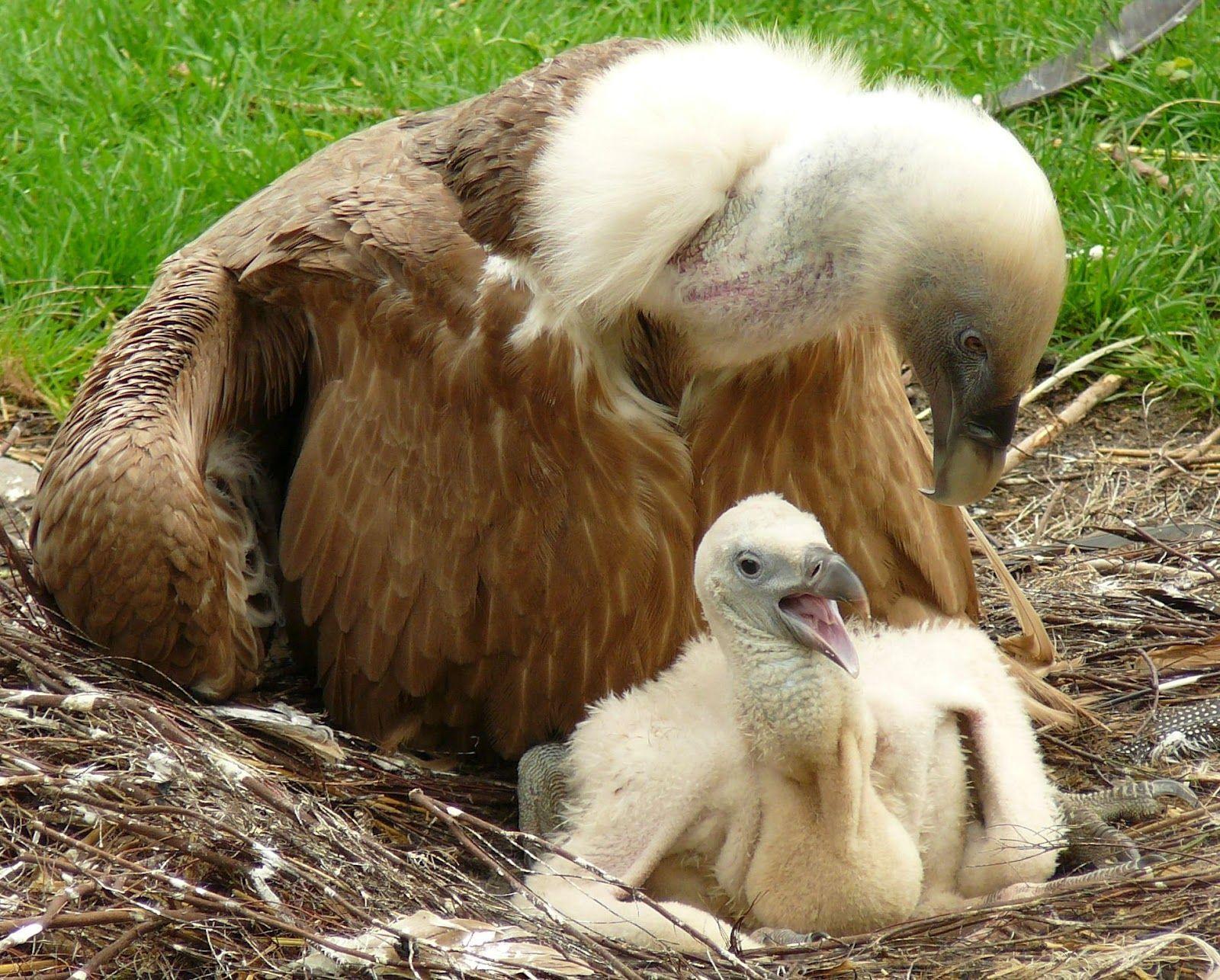 1600x1286 Bearded Vulture Wallpaper on .