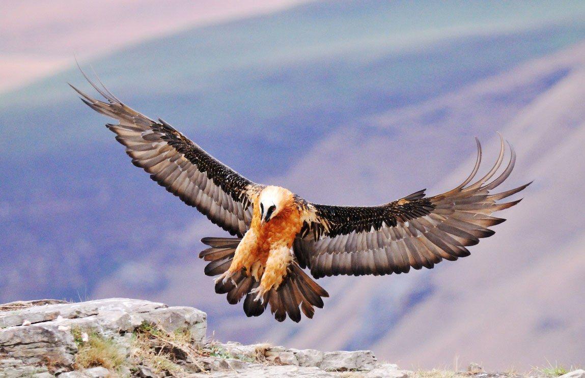 1149x743 Bearded Vulture image on Pholder .