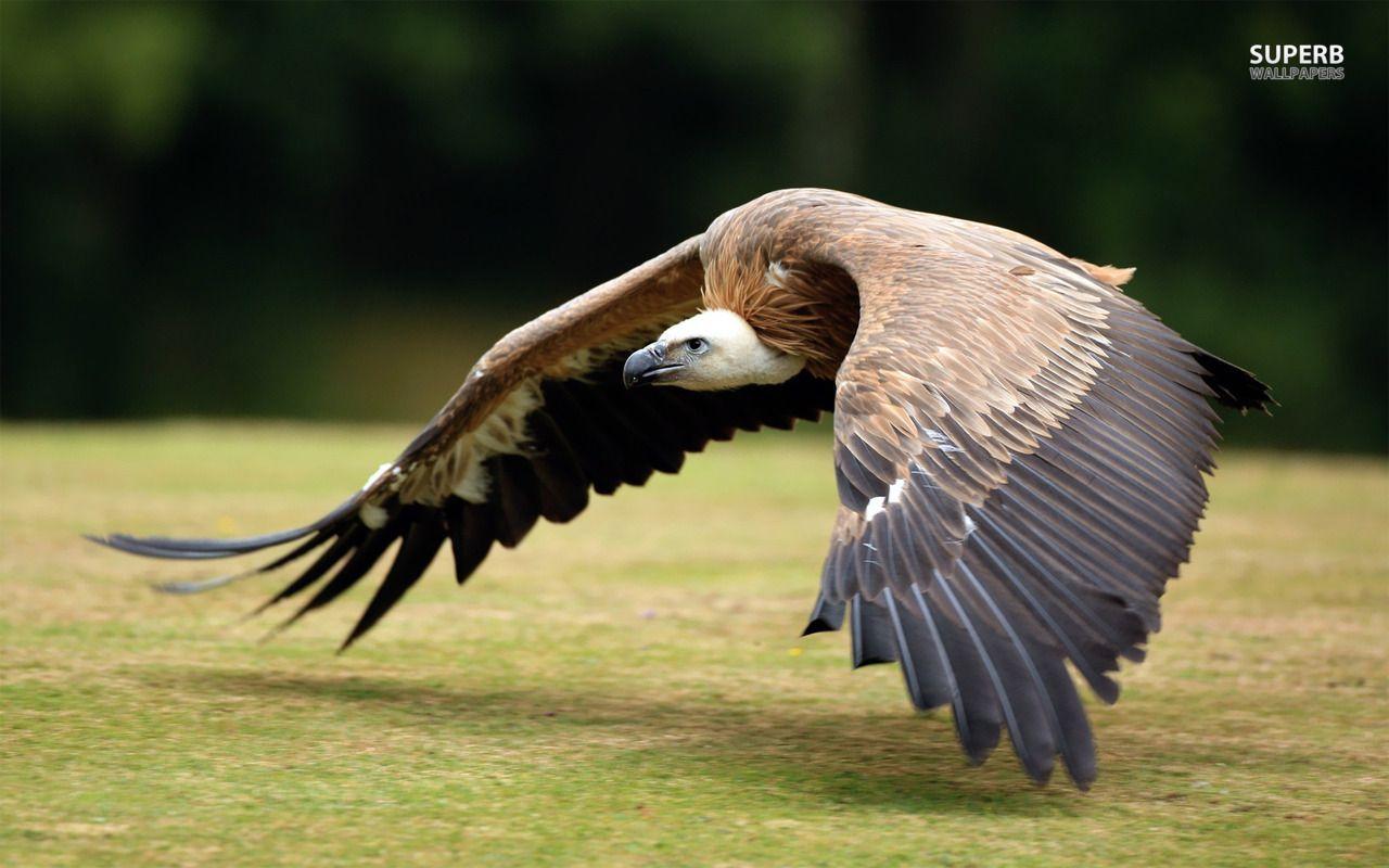 1280x800 Vulture wallpaper. Animals, Animal .com