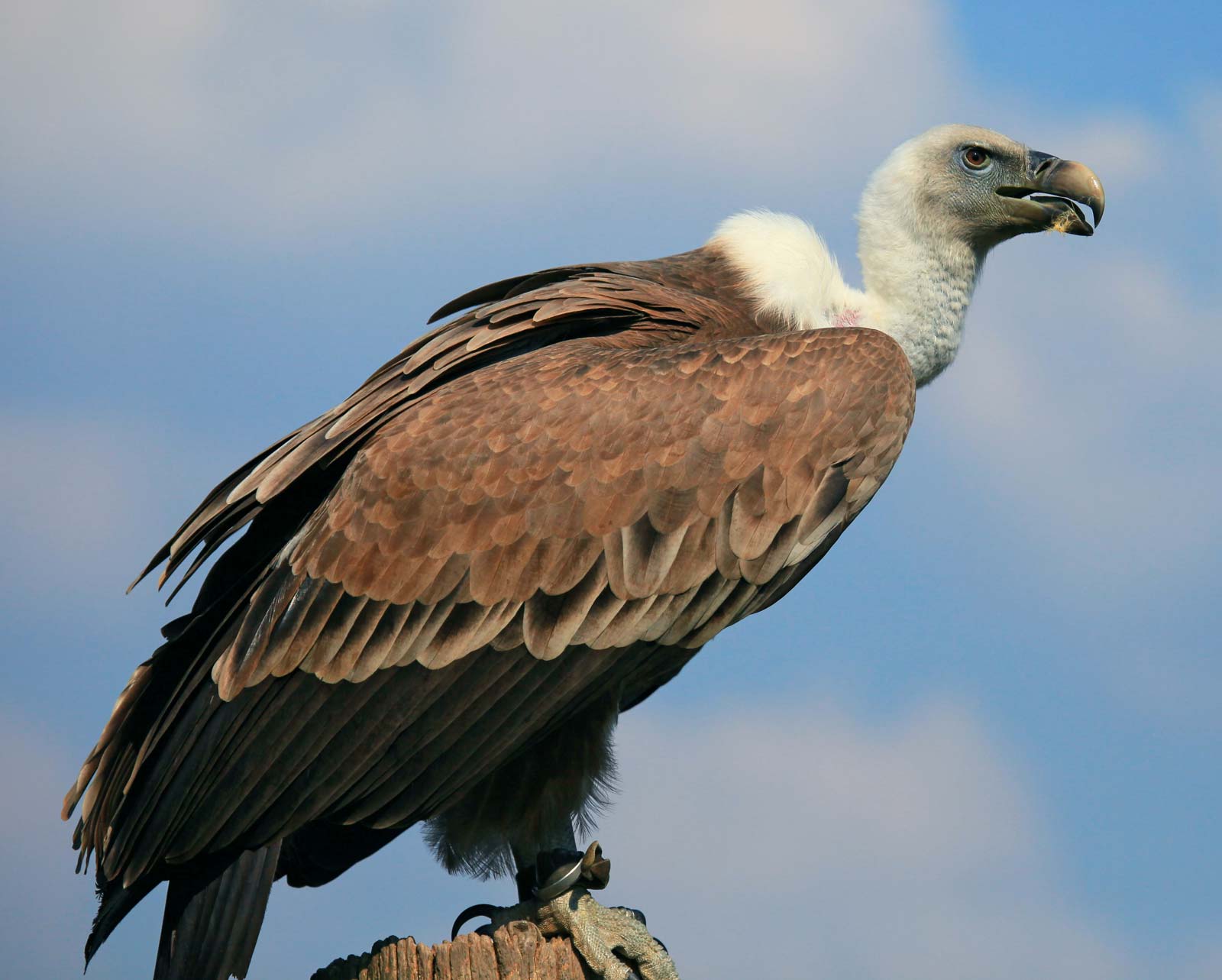 1600x1283 vulture. Characteristics, Species .