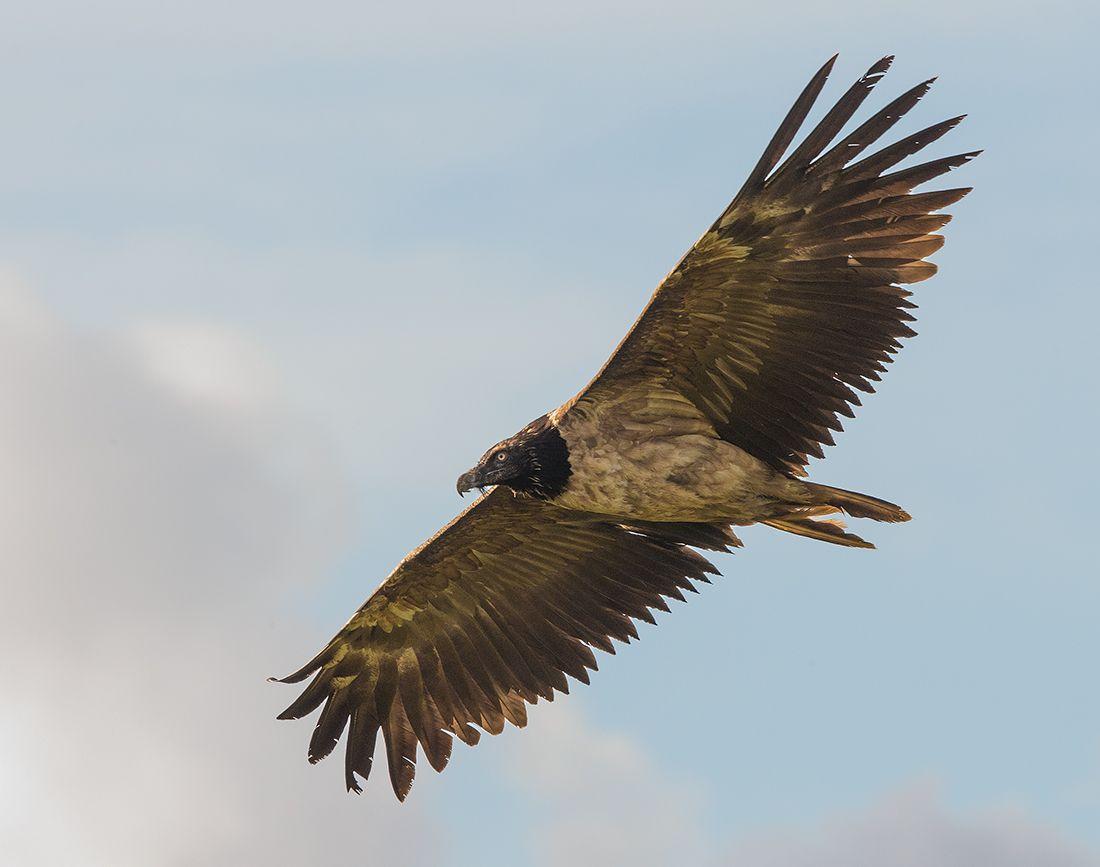 1100x867 Bearded Vulture in the UK .