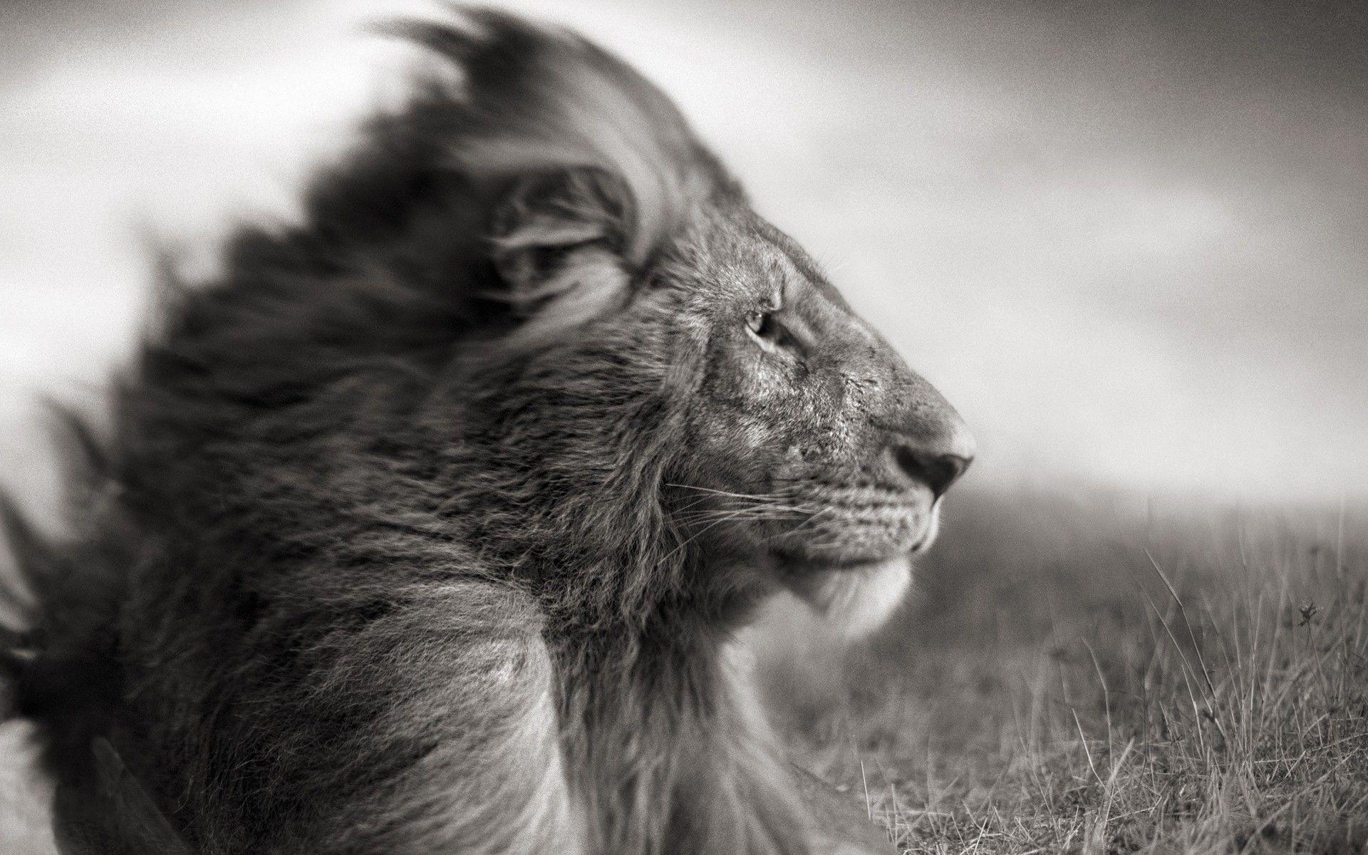 1920x1200 black and white, animals, wildlife, monochrome, lions wallpaper