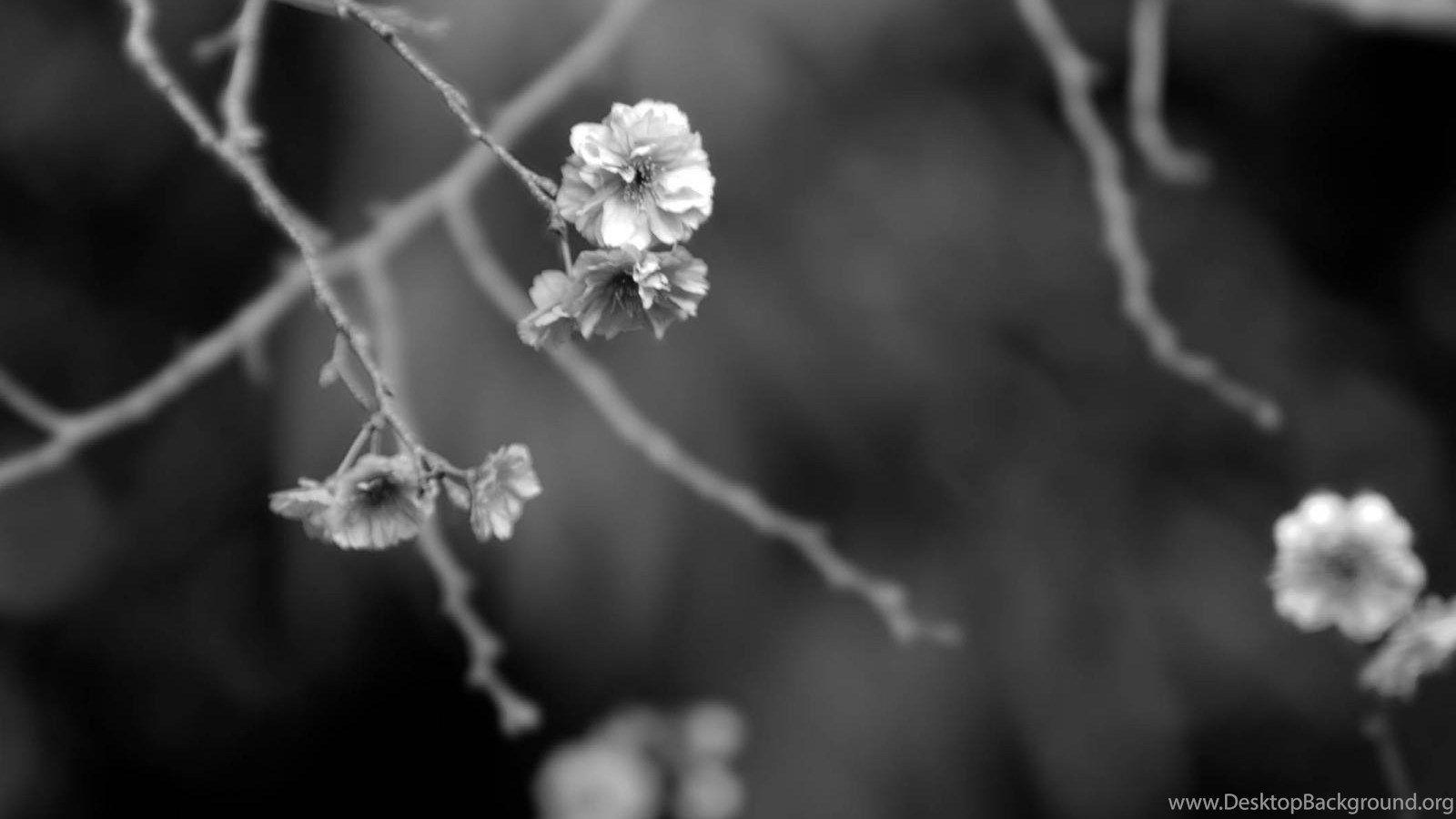 1600x900 Japanese Garden Black And White Digital art Wallpaper, Japanese. Desktop Background