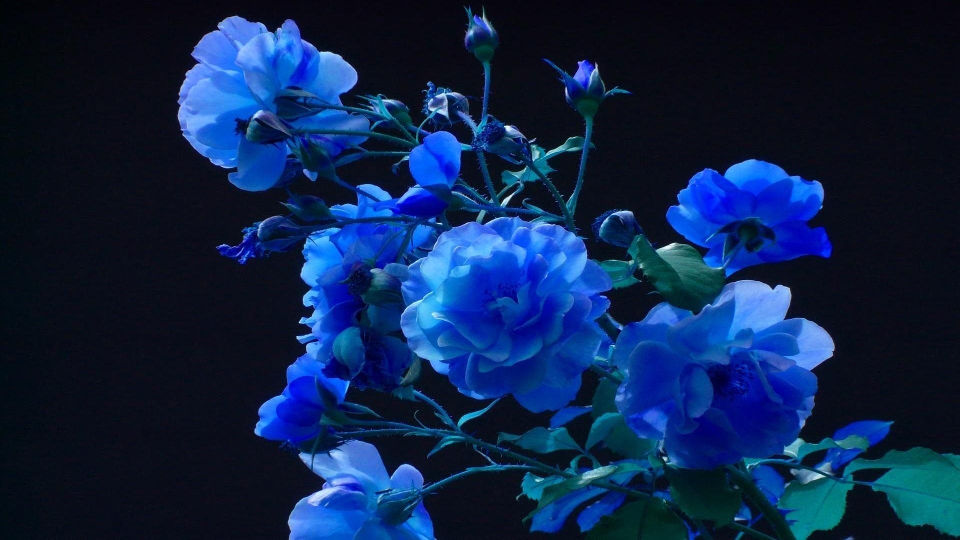 1920x1080 Download Wallpaper 1920x1080 rose, buds, garden, blue, black background Full HD 1080p HD Background
