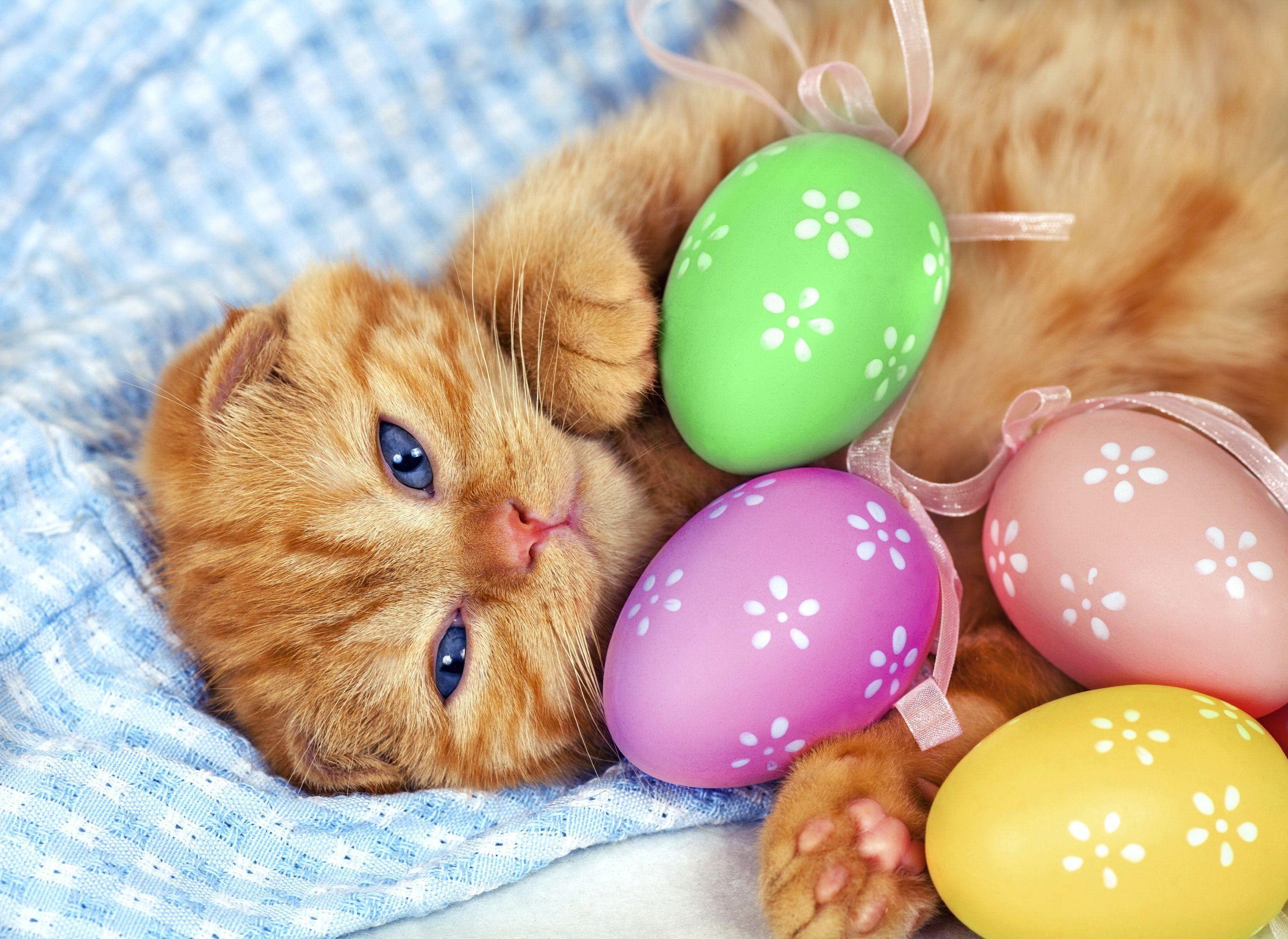 Easter Cat Wallpapers - Top Free Easter Cat Backgrounds - WallpaperAccess