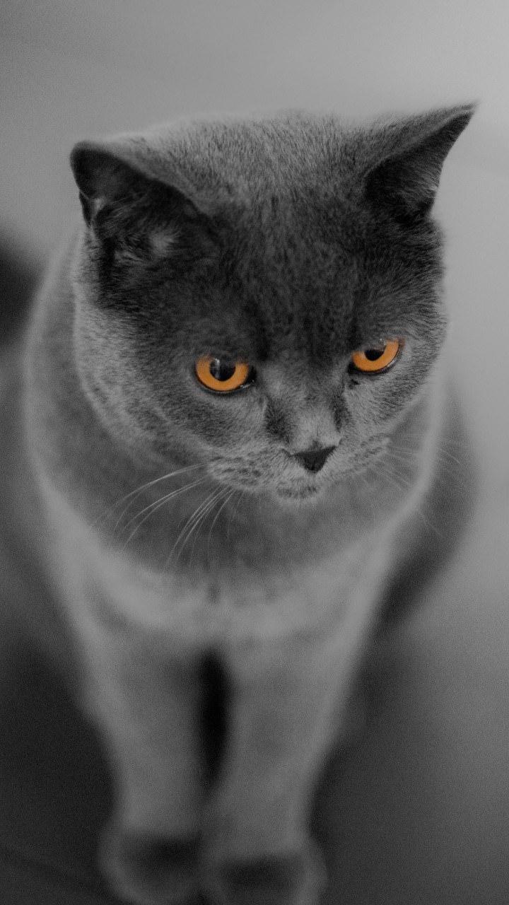 720x1280 Cat