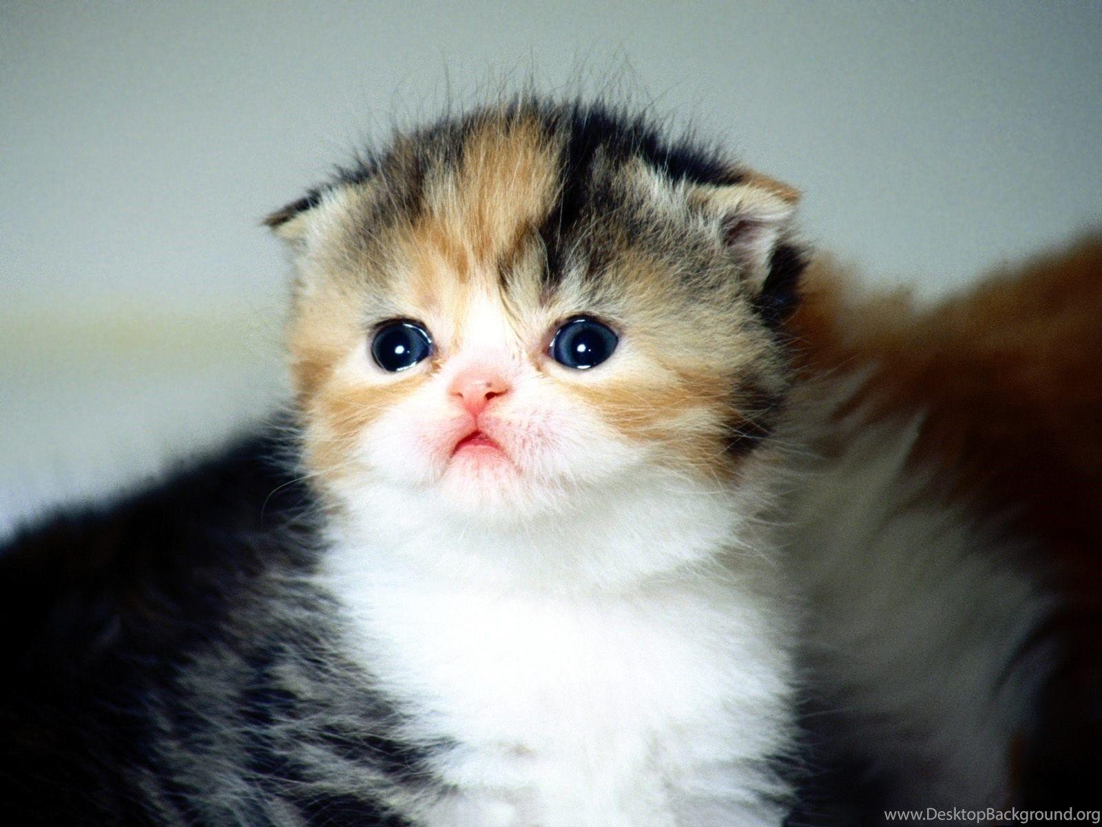 1600x1200 Cute Baby Cat Wallpaper And Cute Baby .