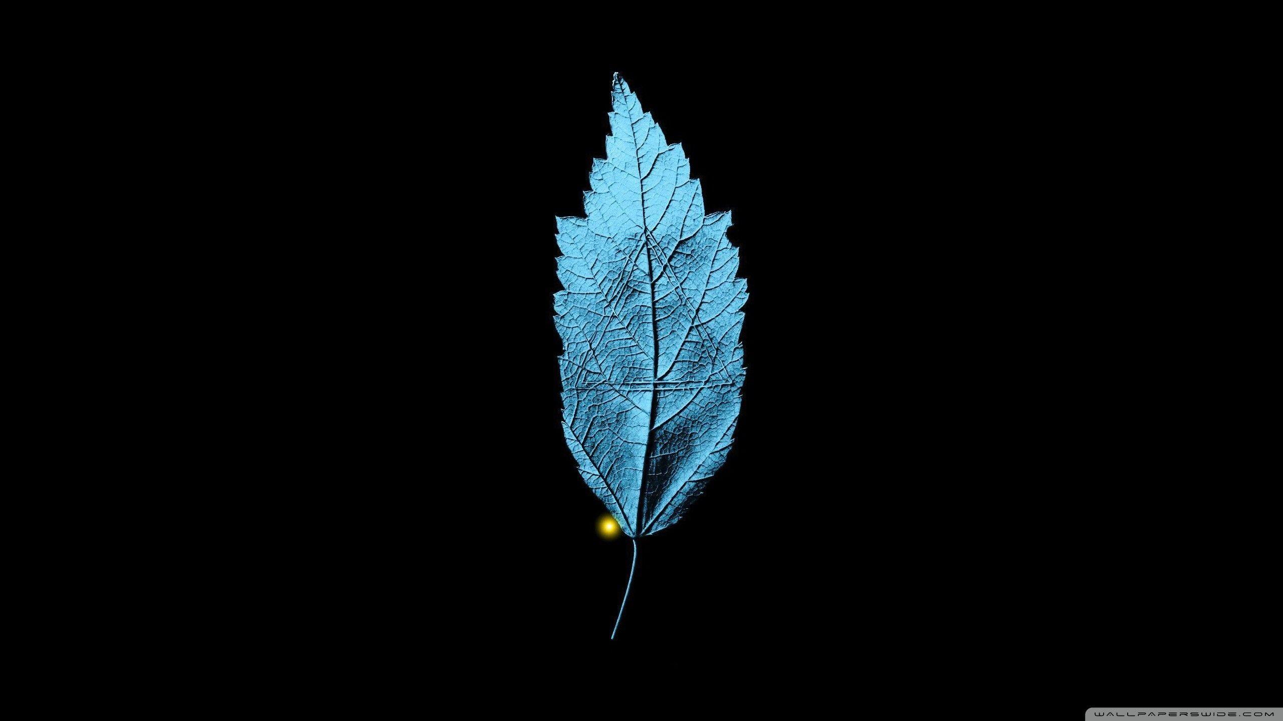 2560x1440 Free download Fringe Glyphs wallpaper .