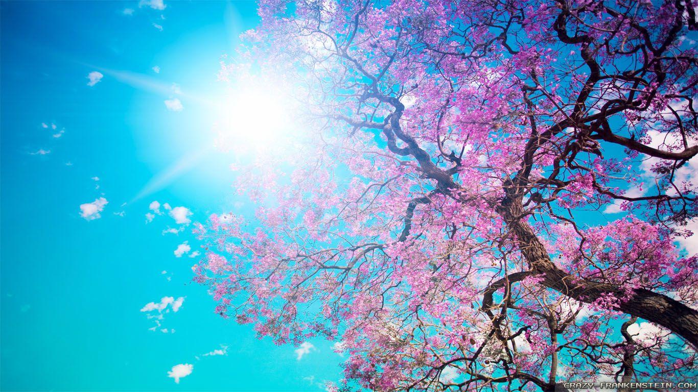 1366x768 Spring Nature wallpaper
