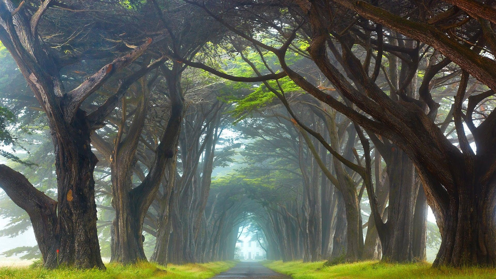 1920x1080 forest nature ireland HD wallpaper .