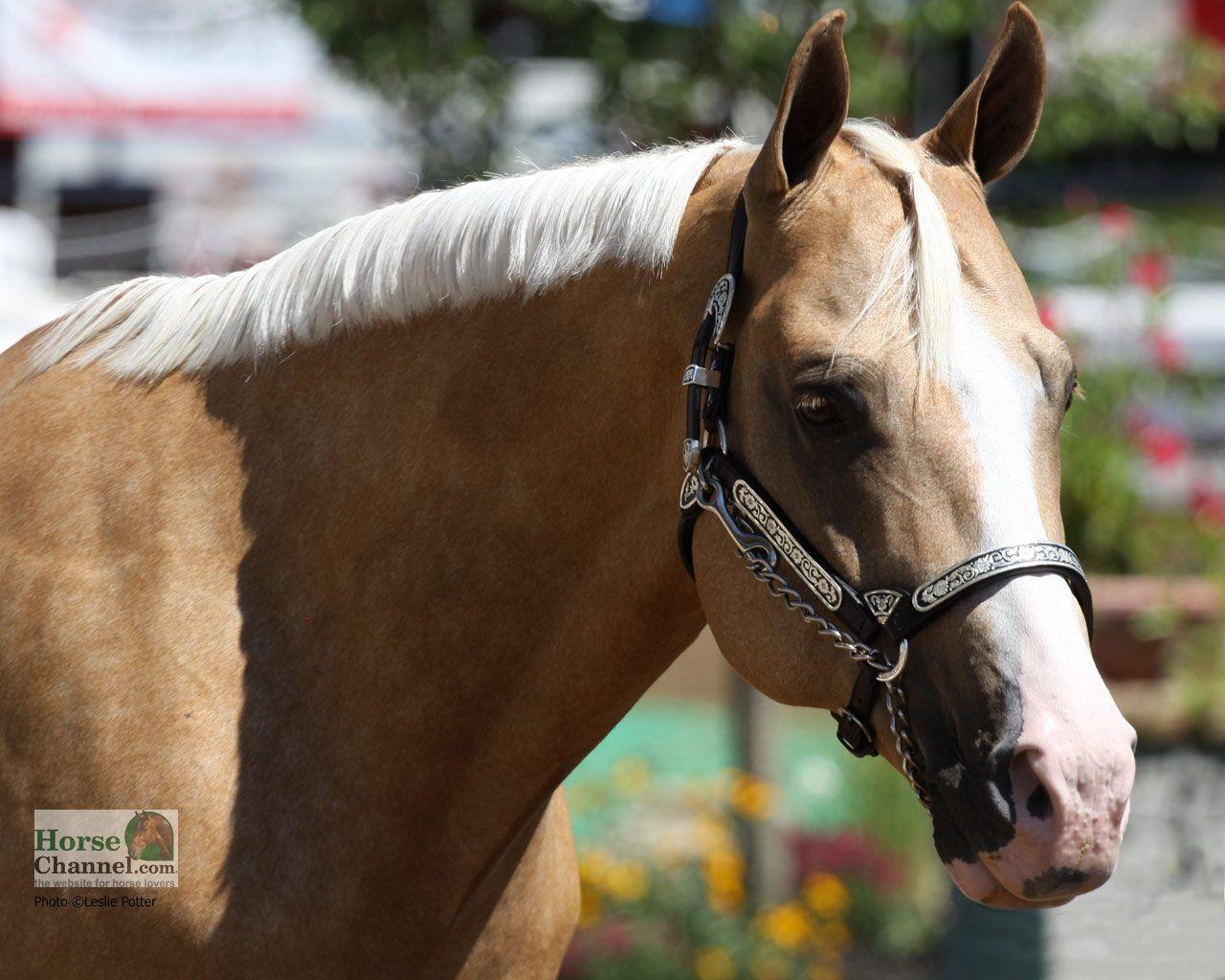 1280x1024 Western Horse Wallpaper Wide #Dhd. Animals. Horse