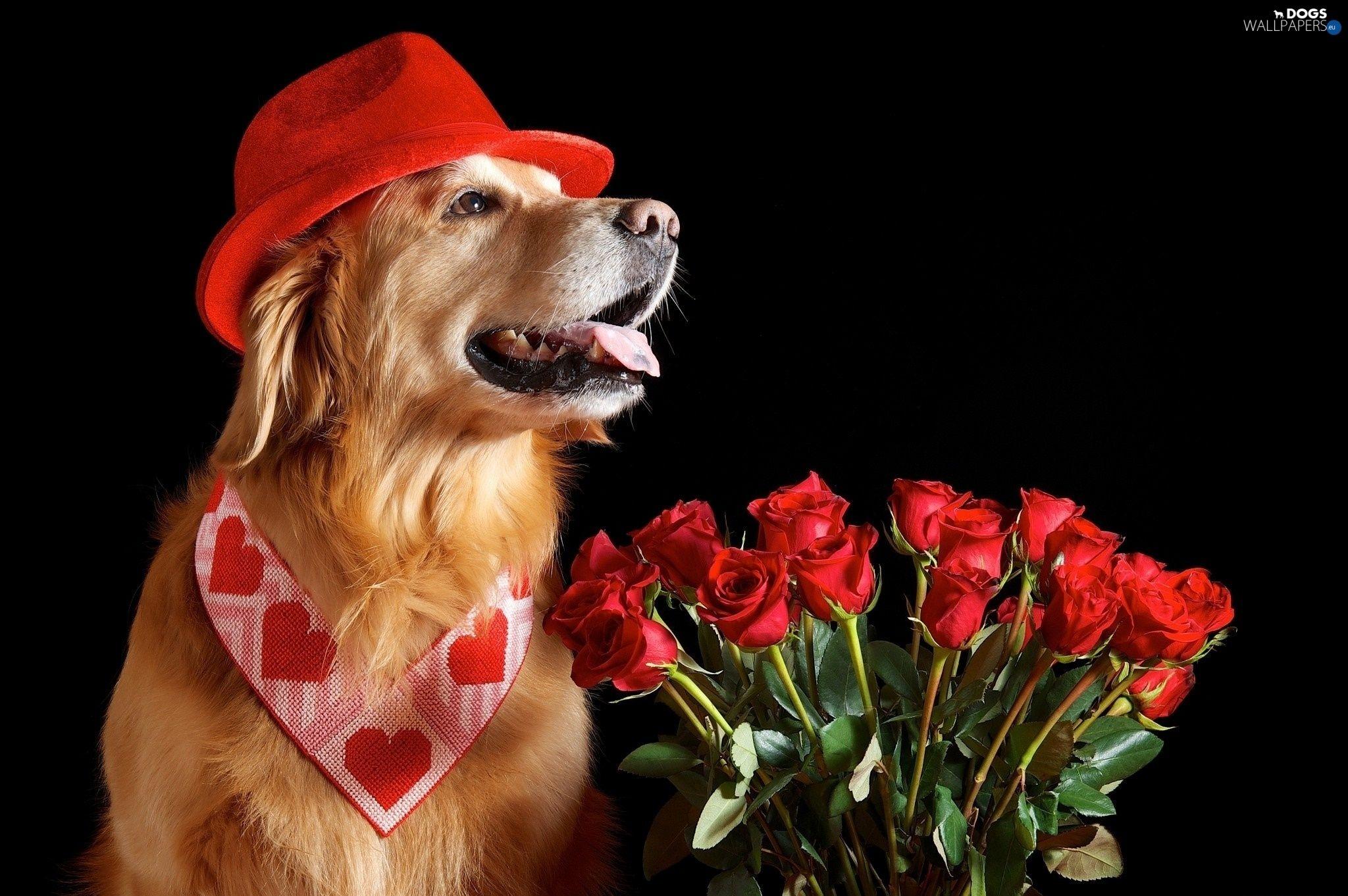  Valentine  Dog Wallpapers  Top Free Valentine  Dog 