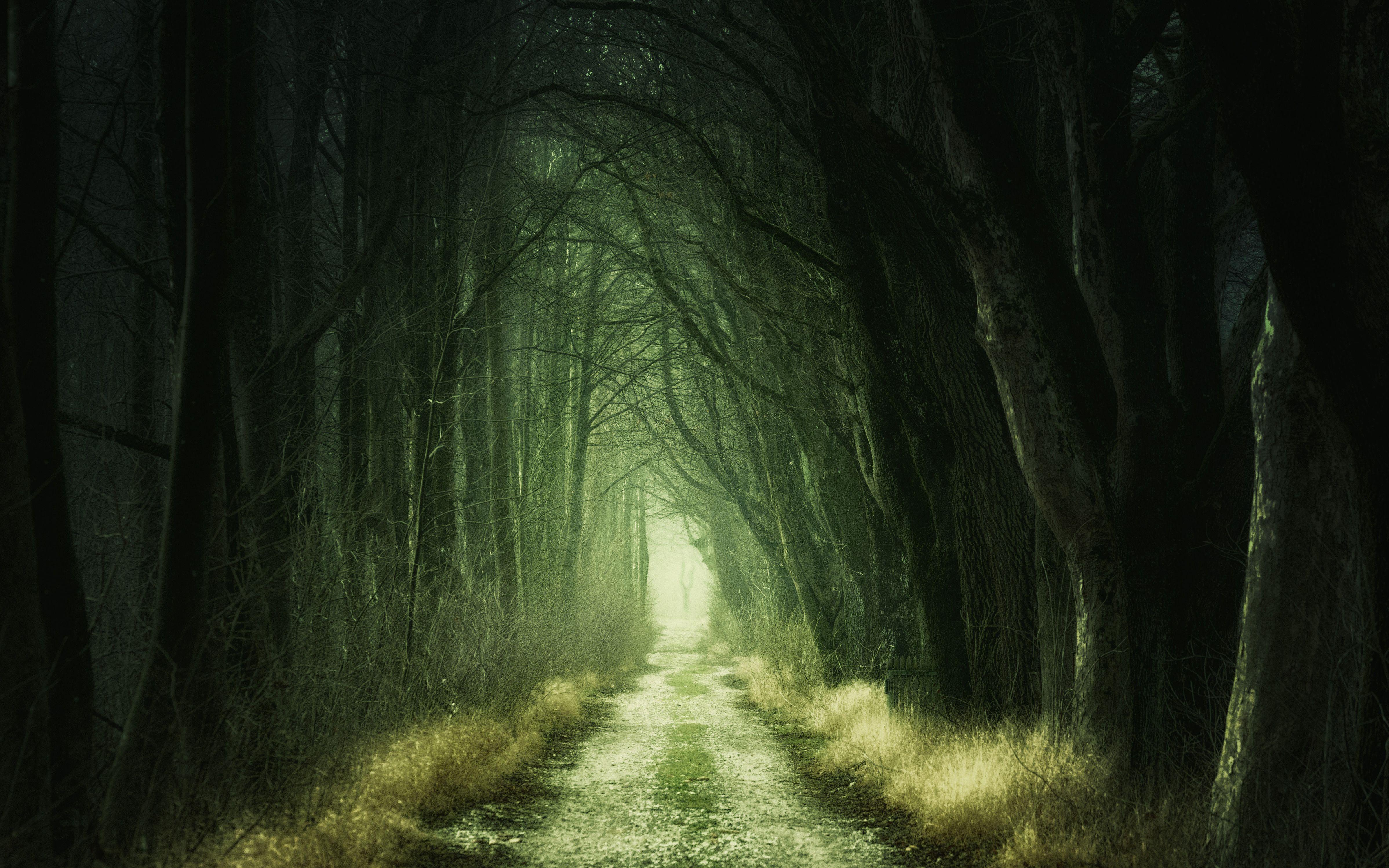 4793x2996 Forest Wallpaper 4k Ljk Wallpapernaturezwallpaper.