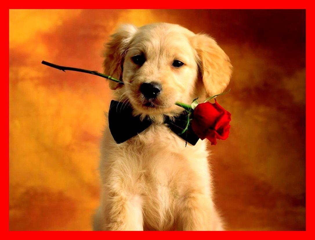 Valentine Dog Wallpapers - Top Free Valentine Dog Backgrounds ...