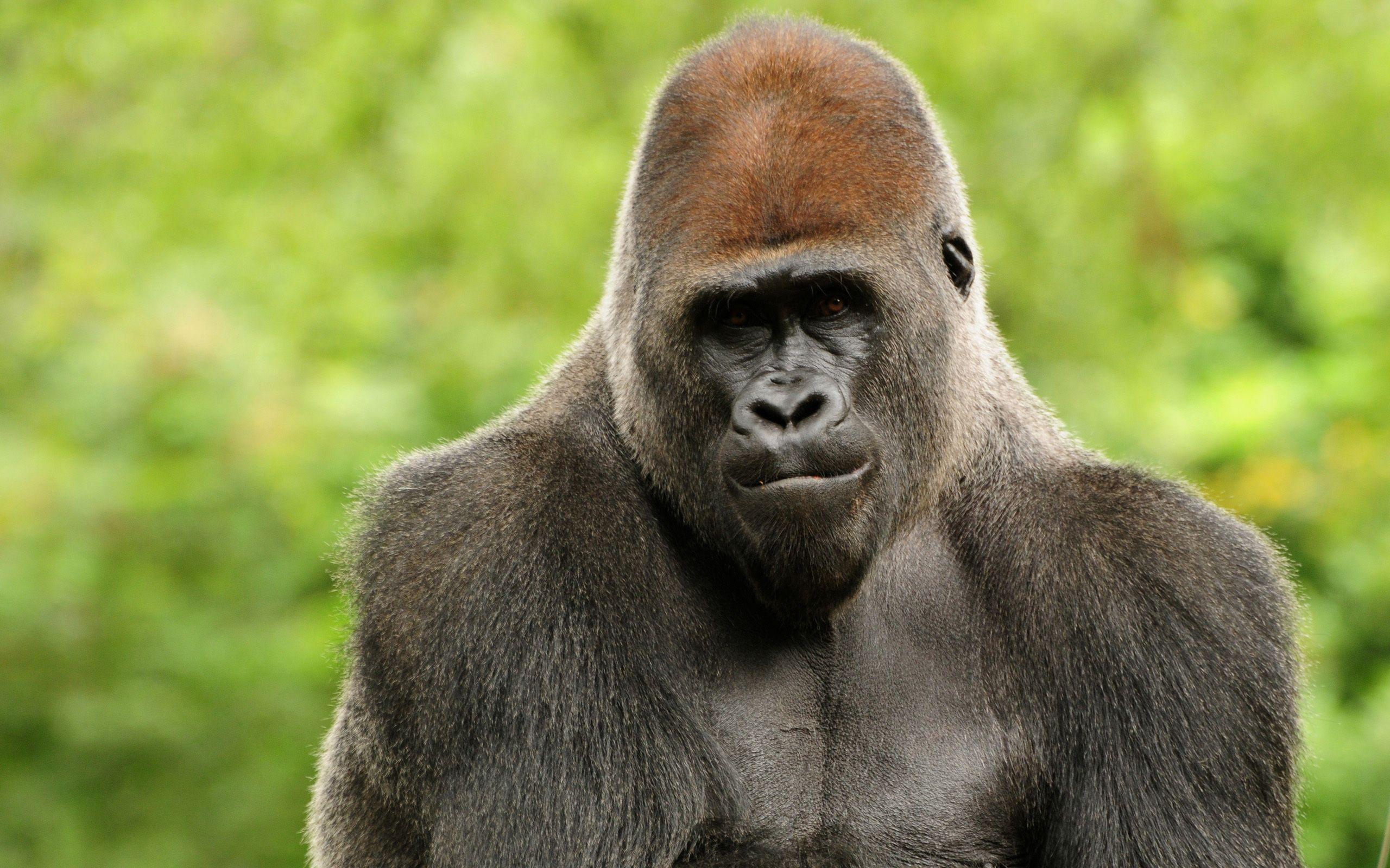 2560x1600 free gorilla picture.. gorilla curly hair gorilla cute image