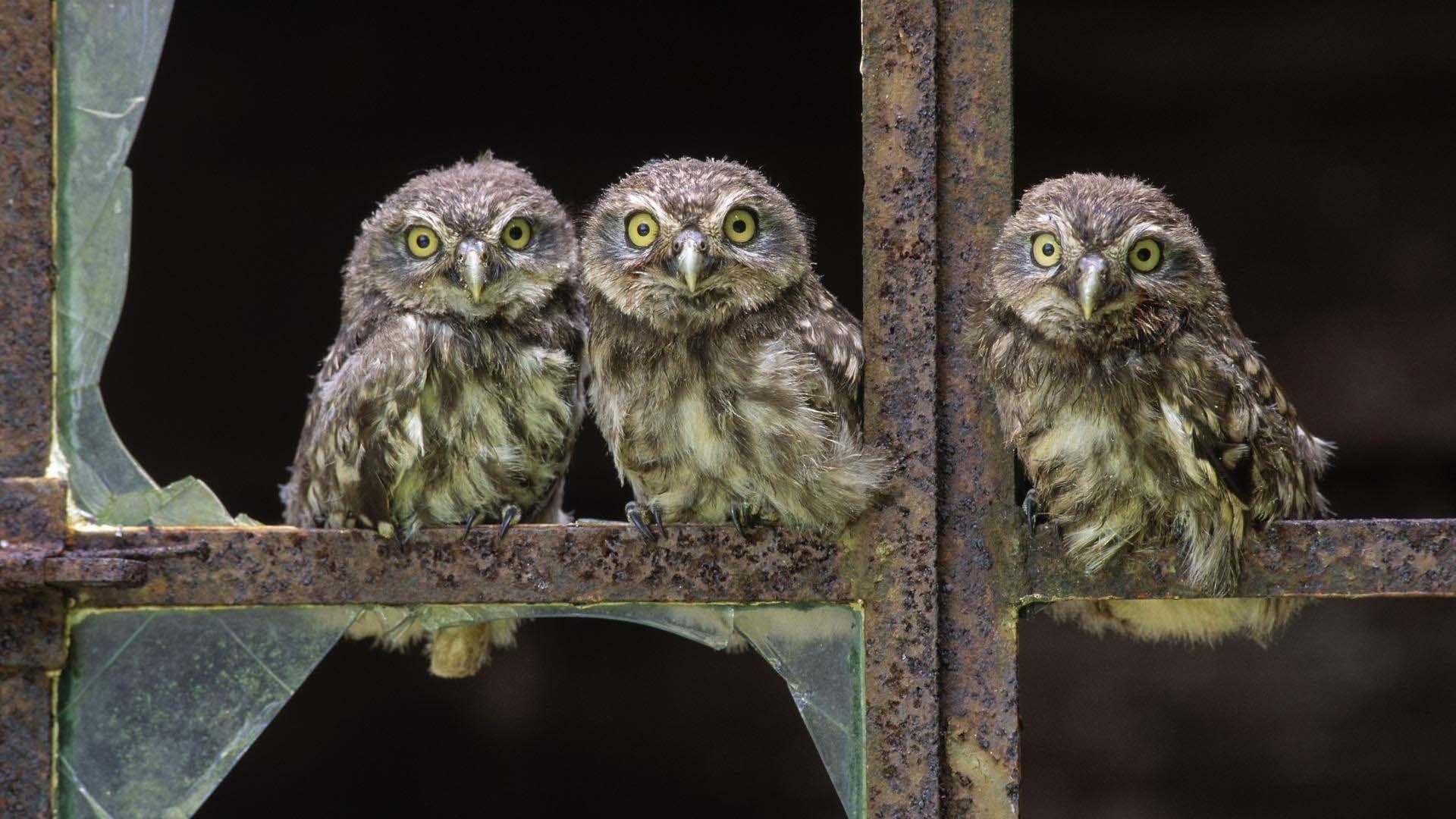 1920x1080 Cute Owl Wallpaper 43 HD Wallpaper Free