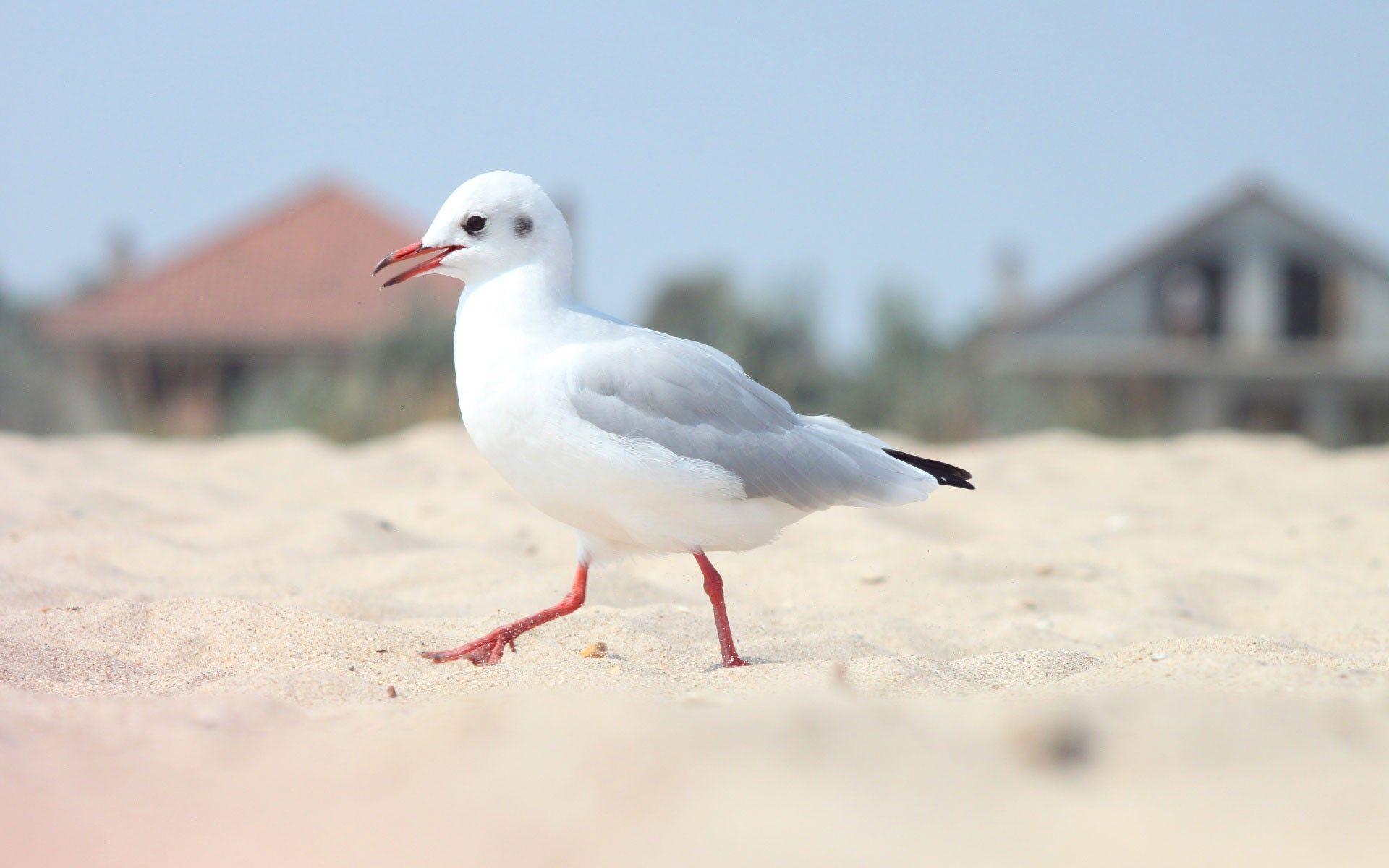 1920x1200 Seagulls Wallpaper 30690
