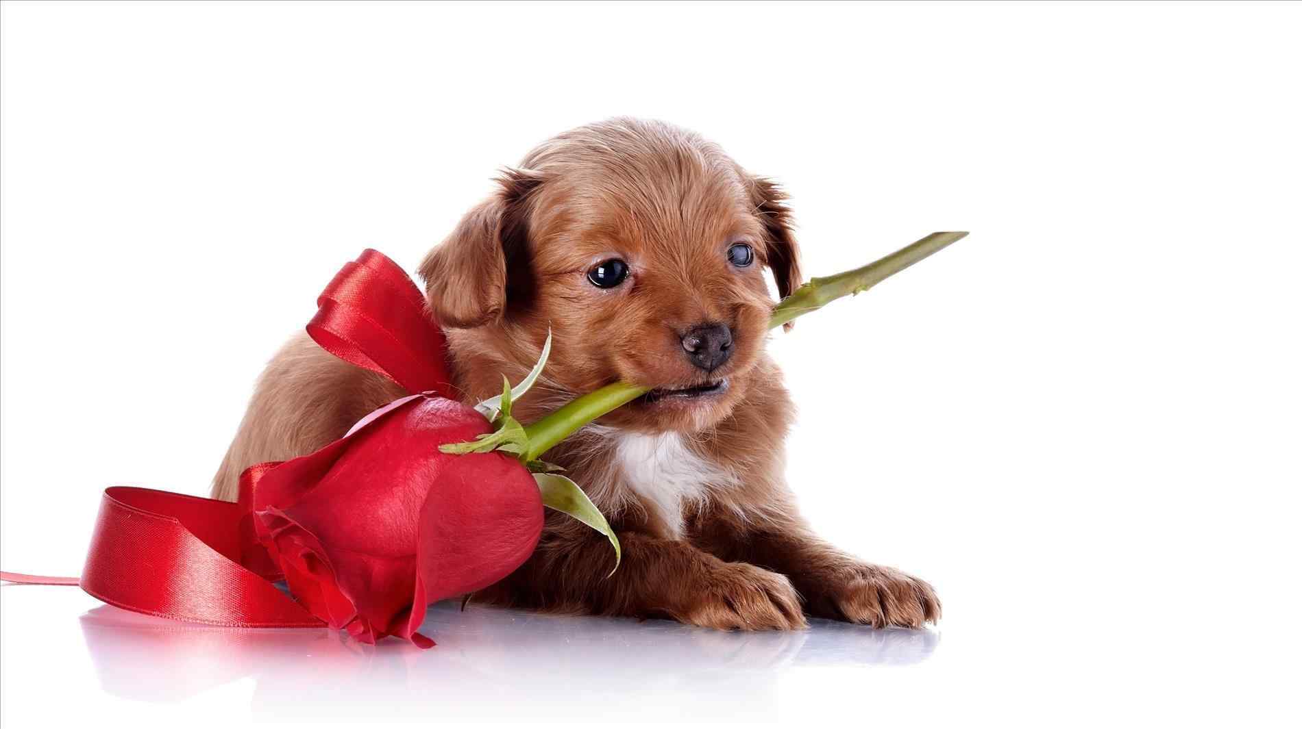 Valentine Dog Wallpapers - Top Free Valentine Dog Backgrounds ...