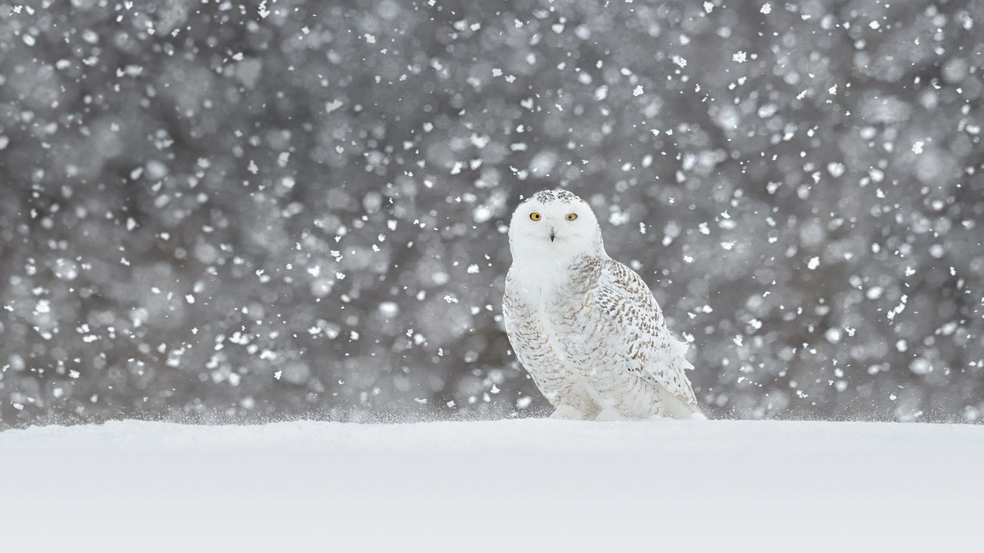 1920x1080 Bing image: An avian predator builtbing.