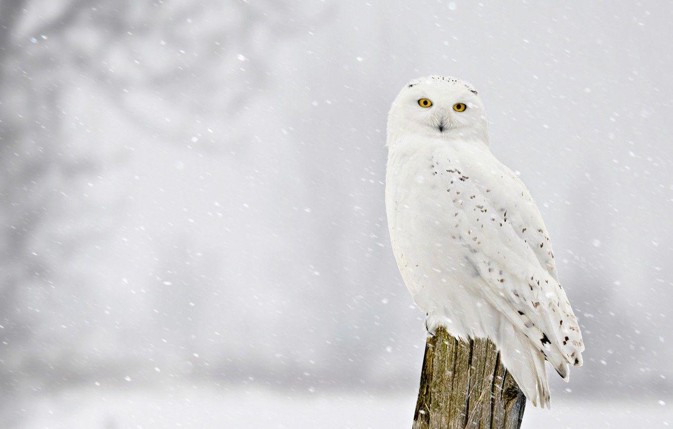 1332x850 Wallpaper winter, look, snow, bird .