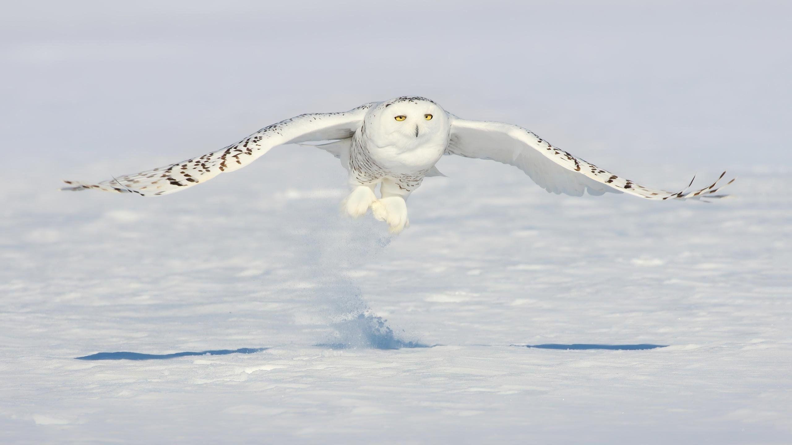 2560x1440 Awesome Snowy Owl Free Wallpaper Id .