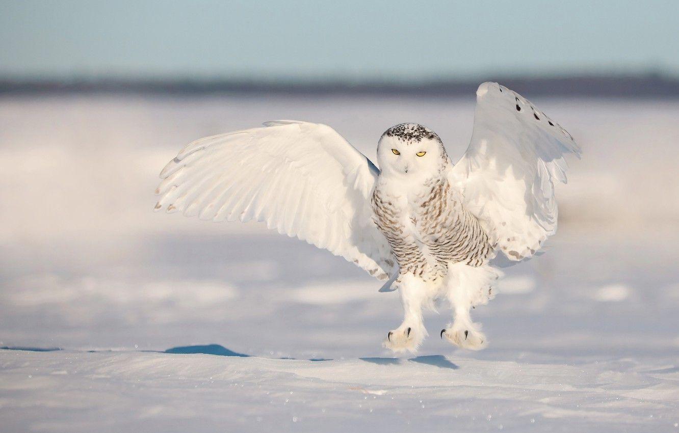 1332x850 Photo Wallpaper Winter, Snow, Owl, Bird .