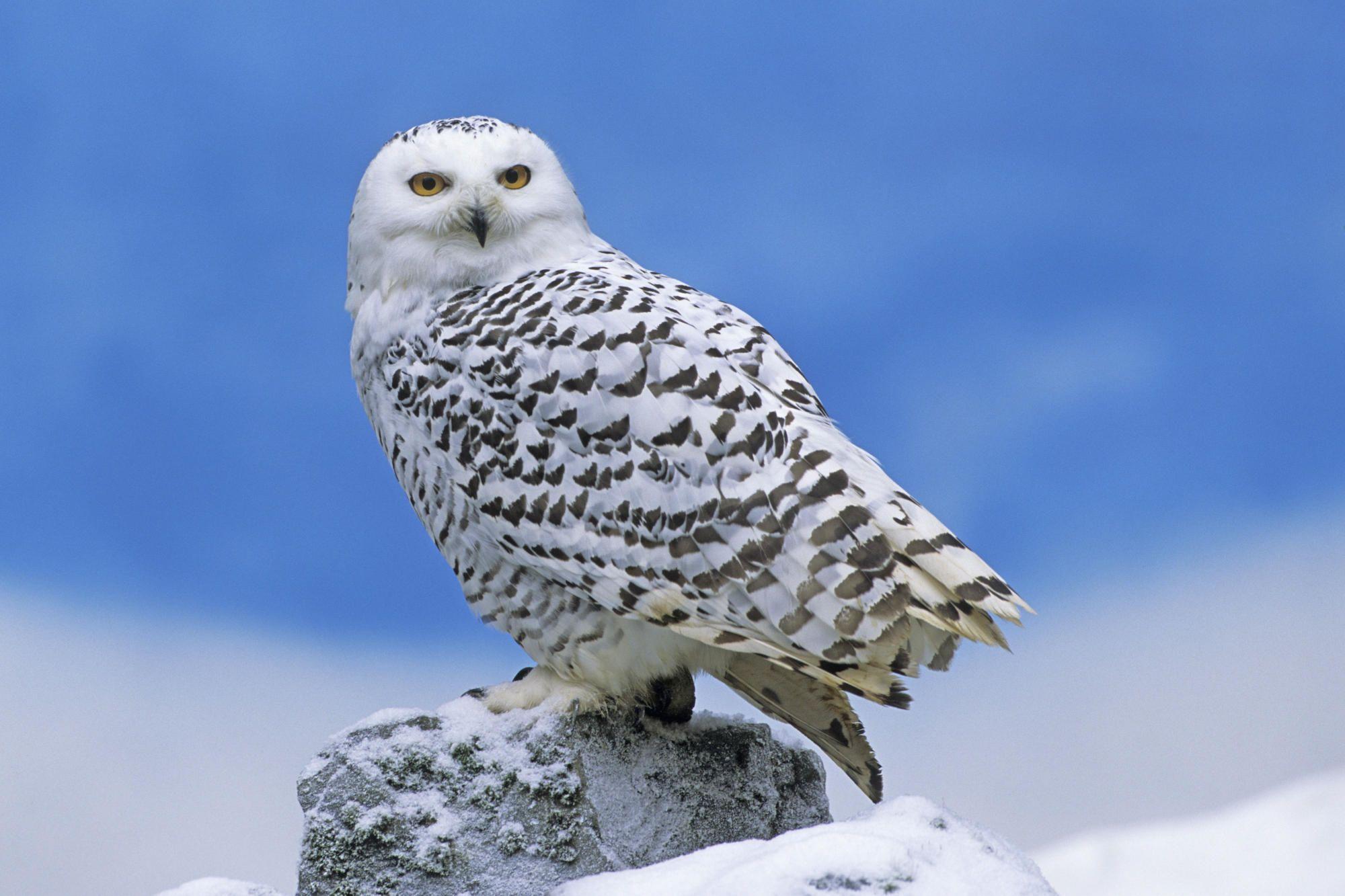 2000x1333 Snowy Owl Wallpaper