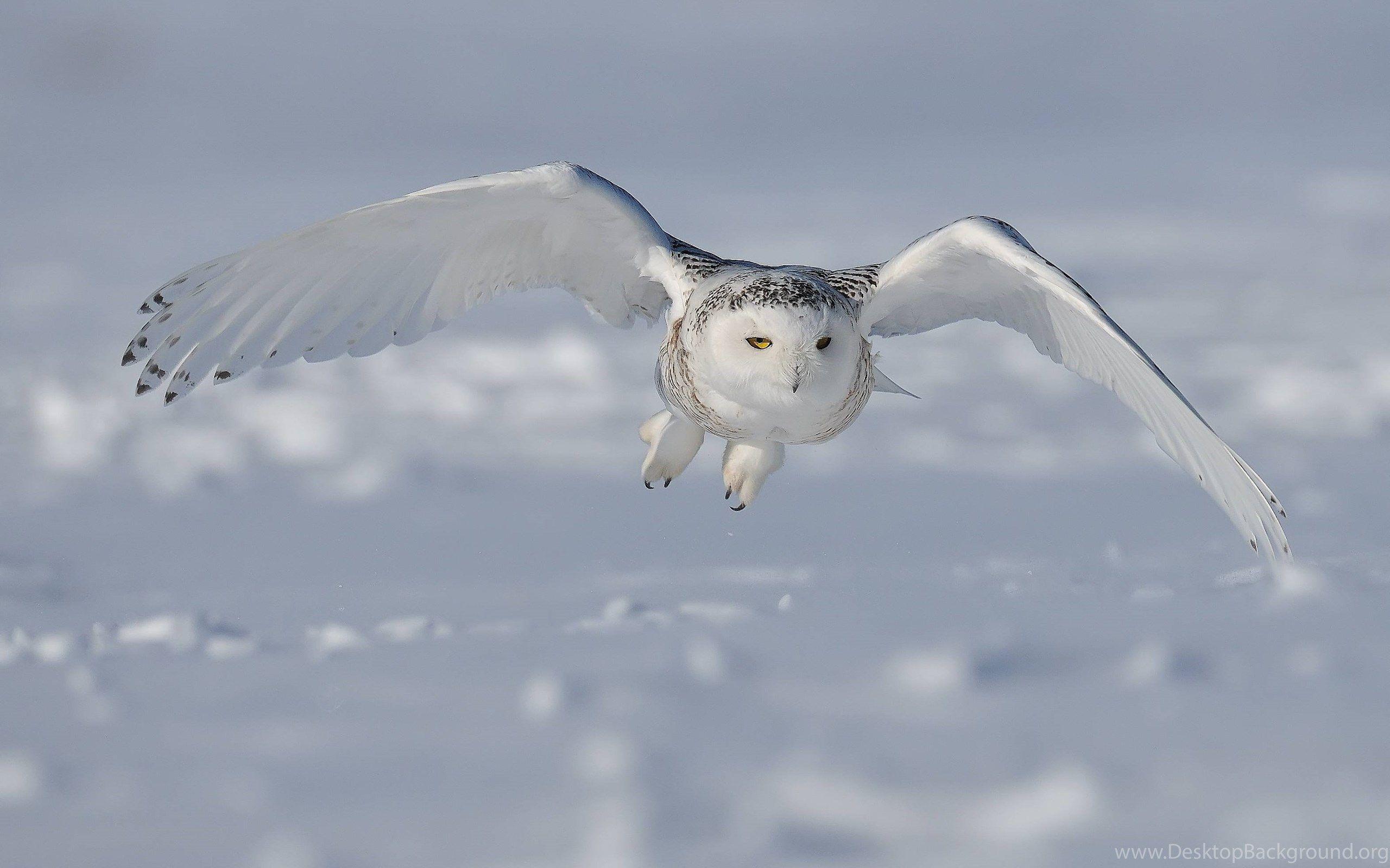 2560x1600 Snowy Owl Wallpaper Desktop