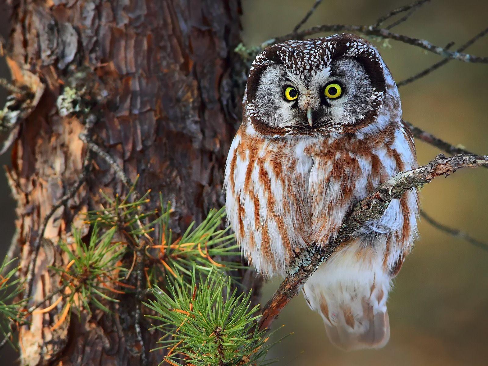 1600x1200 Cute Little Owl 1600 x 1200 Wallpaper