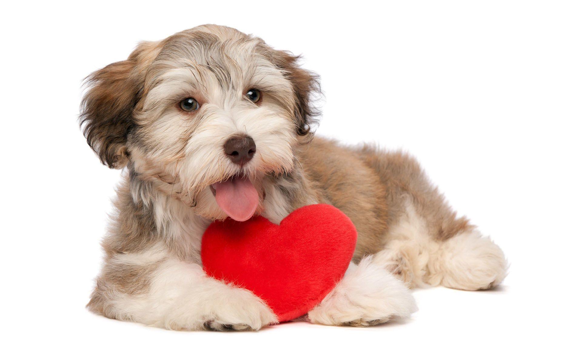 Valentine Dog Wallpapers - Top Free Valentine Dog Backgrounds ...